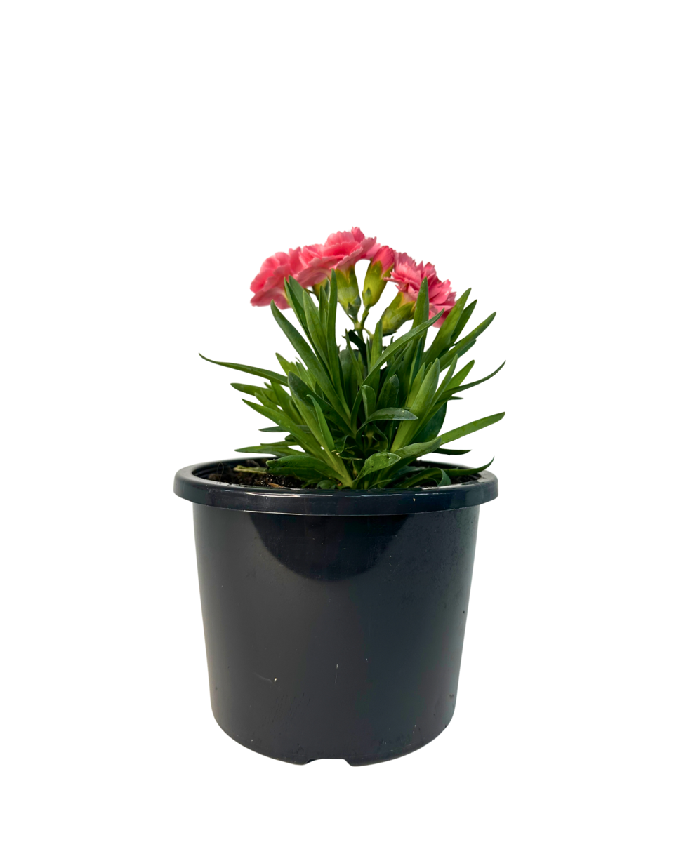 Carnation Oscar Pink
