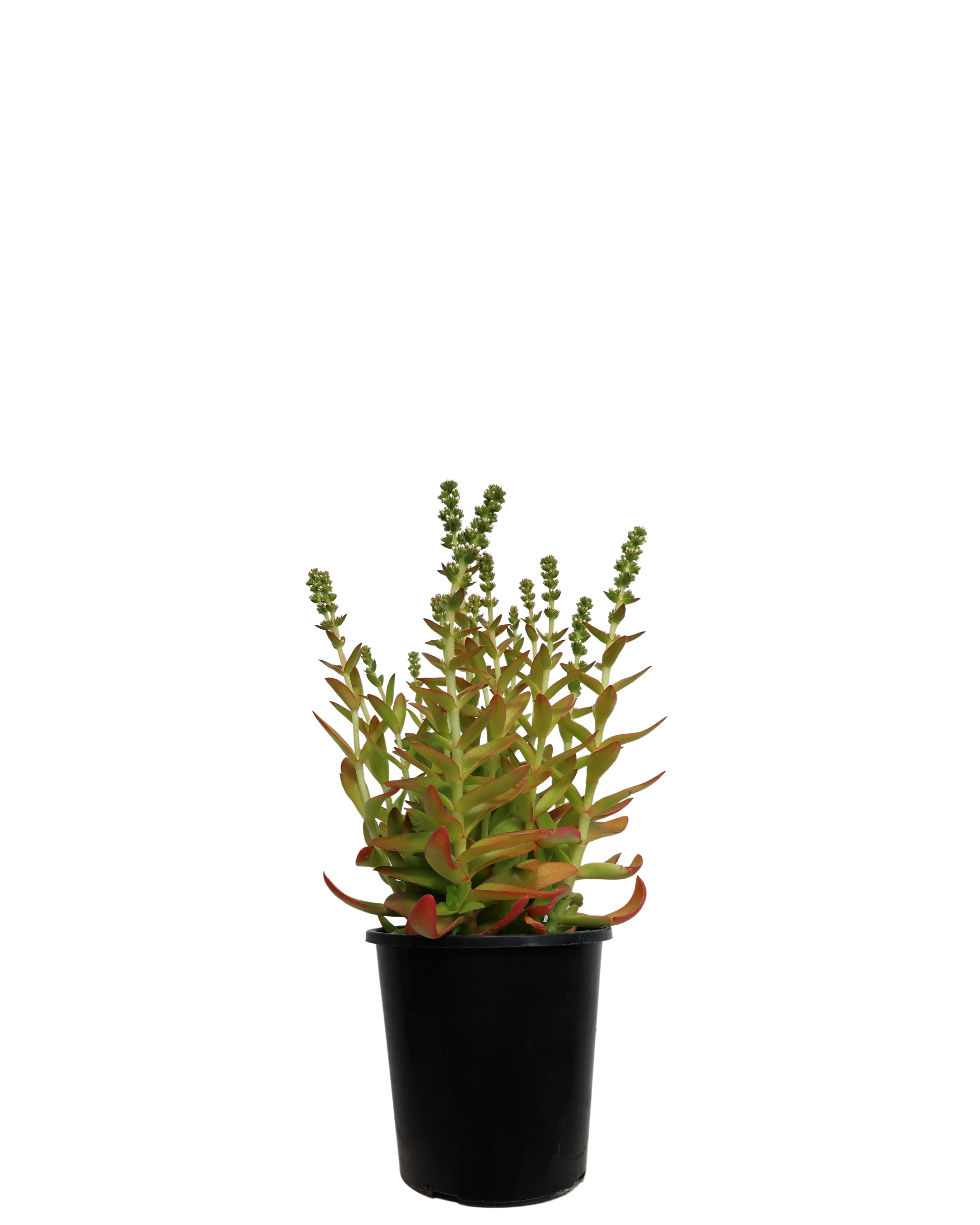 Crassula Campfire