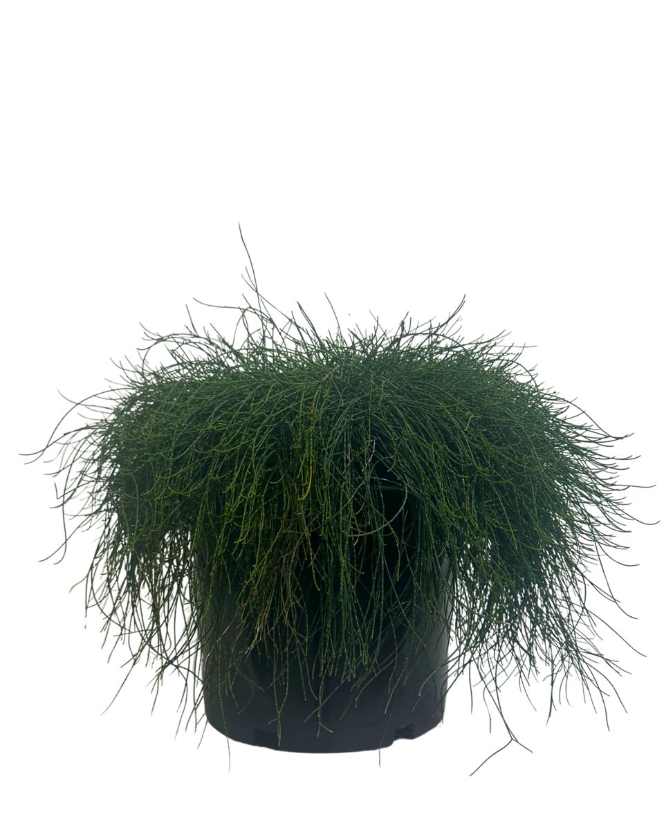 Casuarina Cousin It