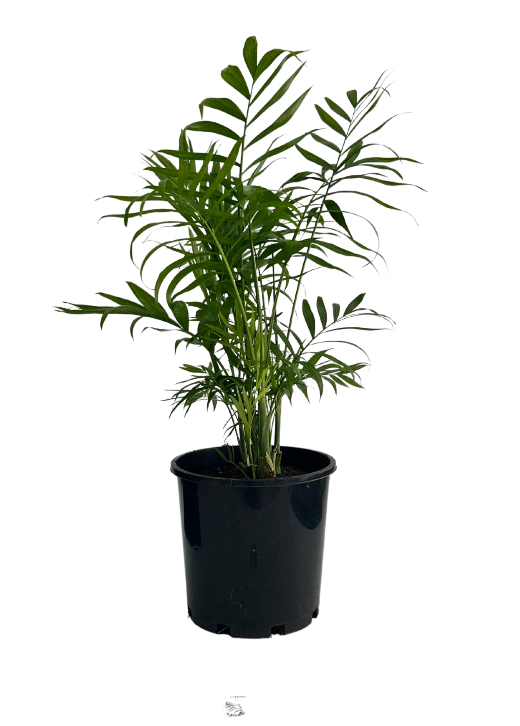Parlour Palm - Chamaedorea Elegans