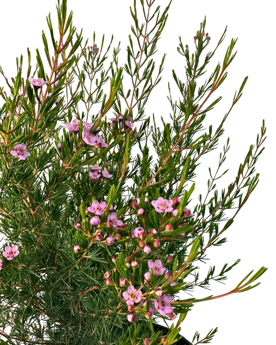 Chamelaucium Paddys Pink