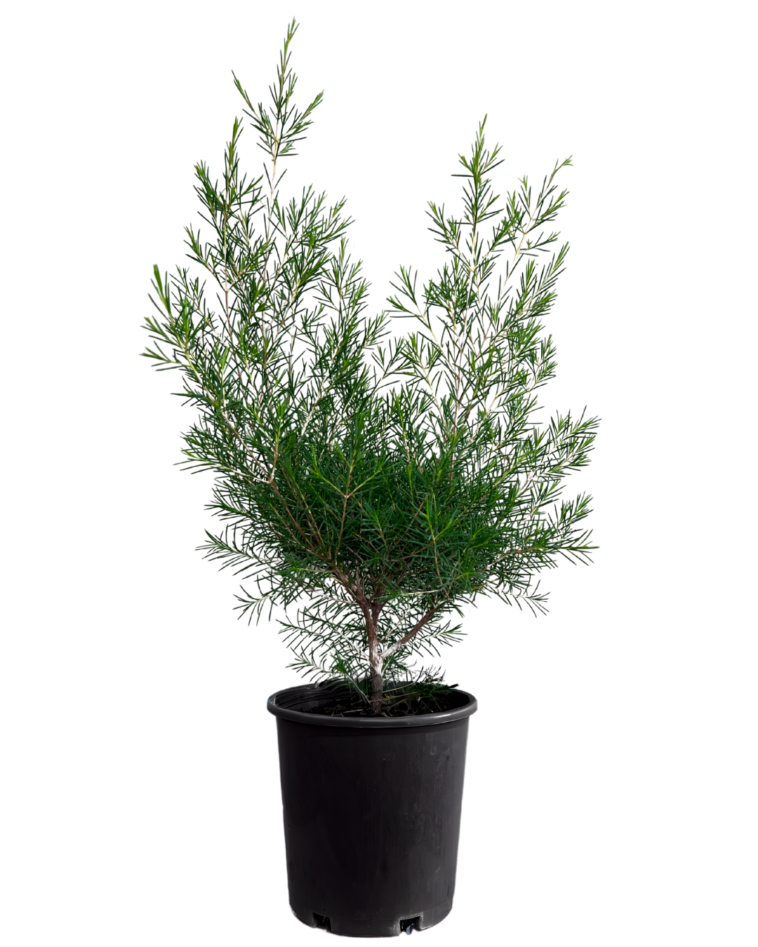 Geraldton Wax - Chamelaucium Floriferum