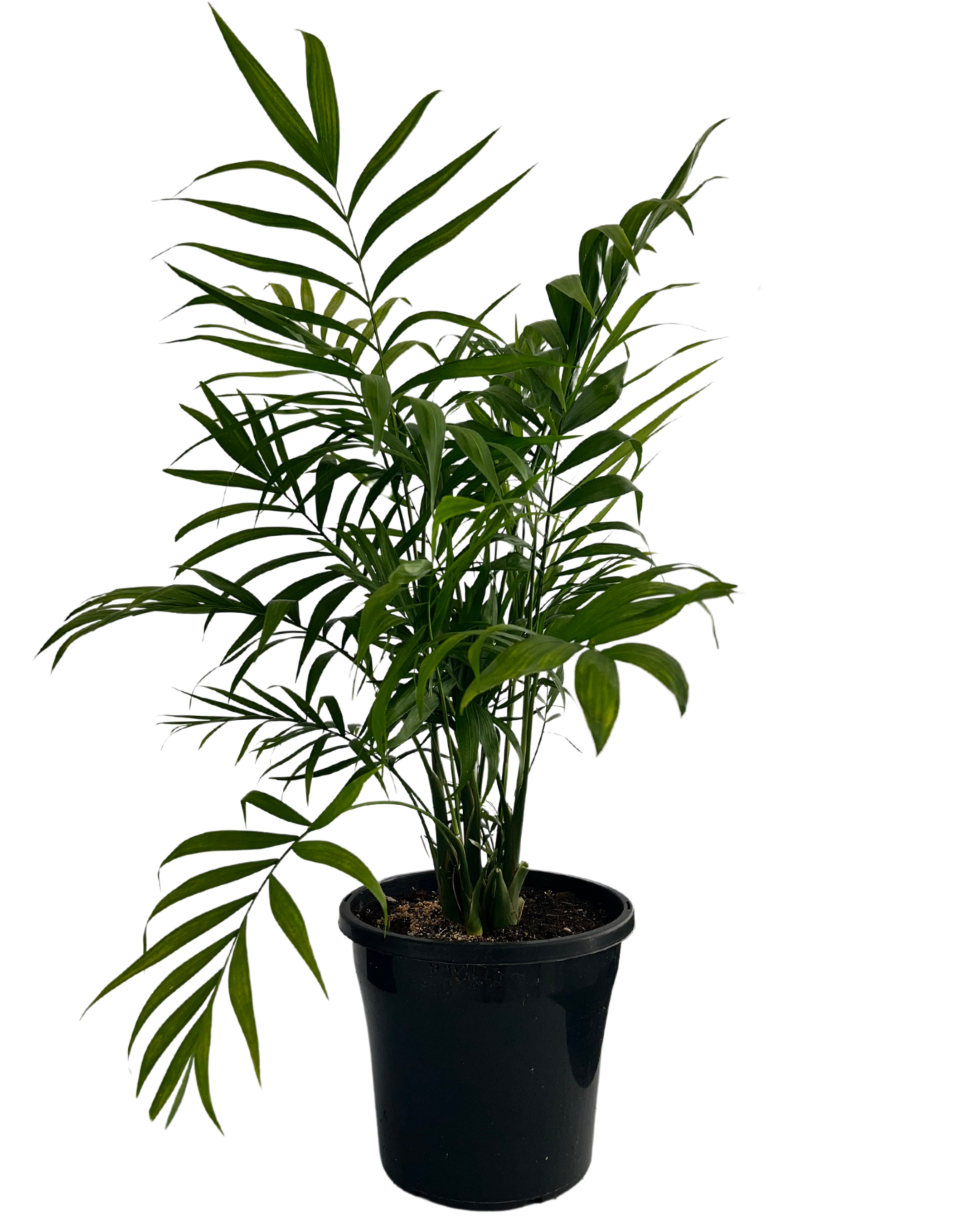 Parlour Palm - Chamaedorea Elegans
