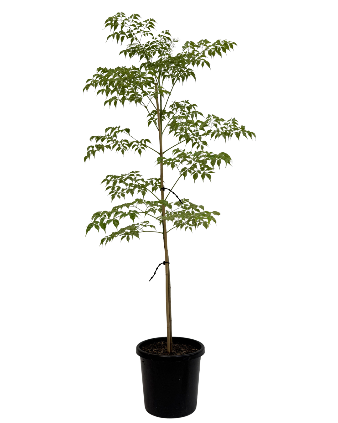 Radermachera China Doll