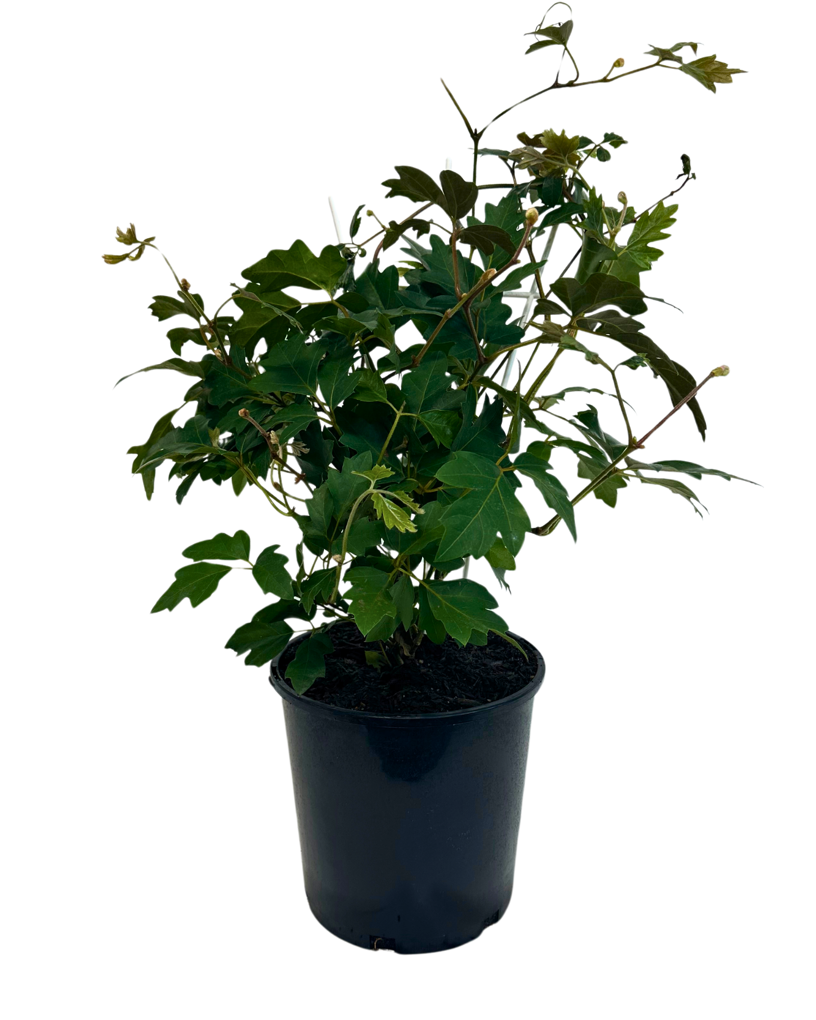 Cissus Ellen Danica