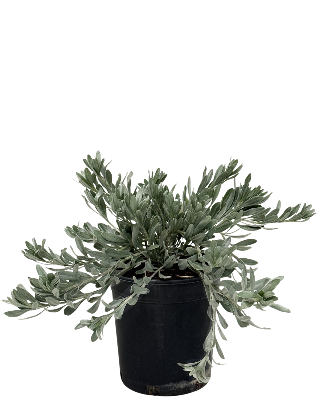 Convolvulus Cneorum
