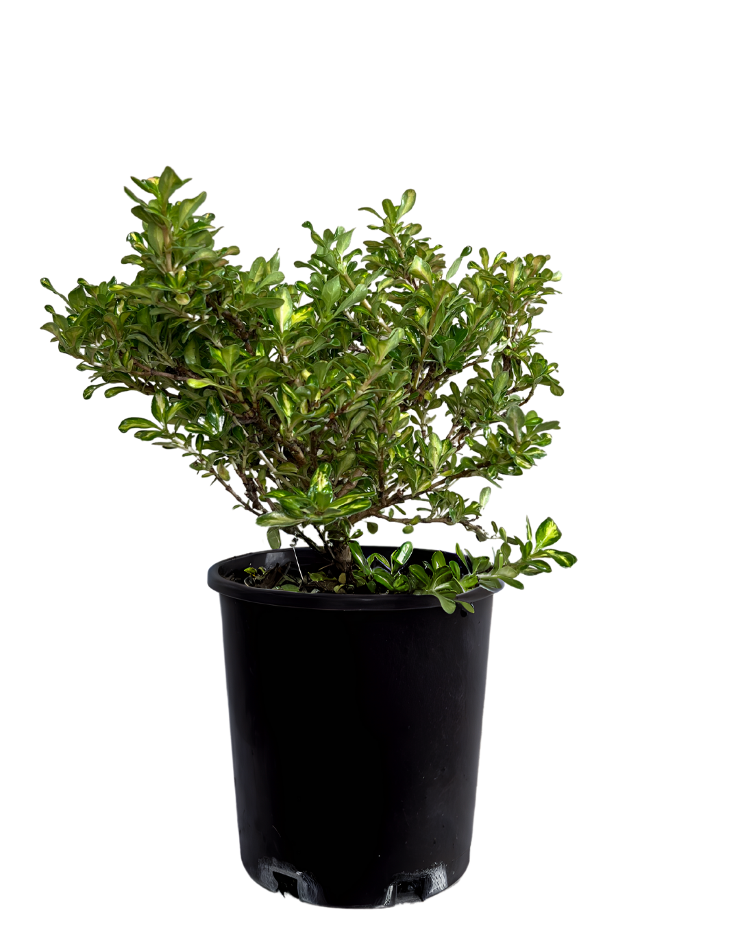 Coprosma Lemon Lime