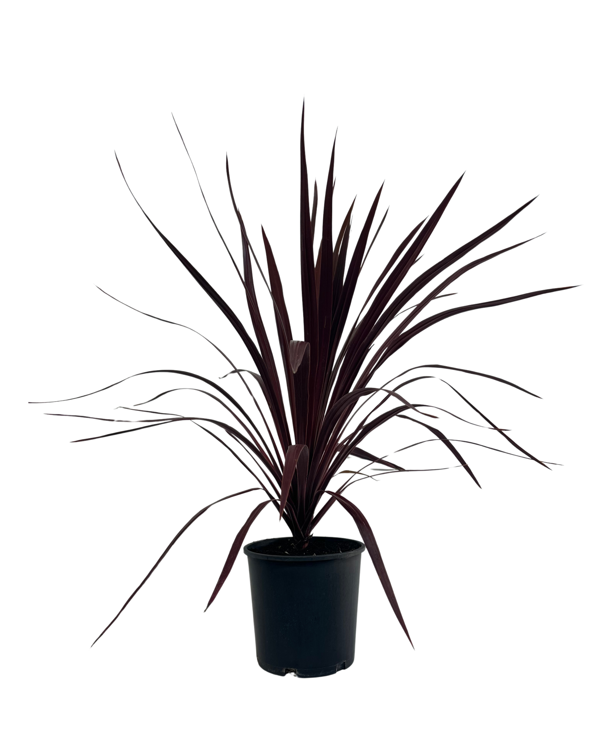 Cordyline Pocahontas