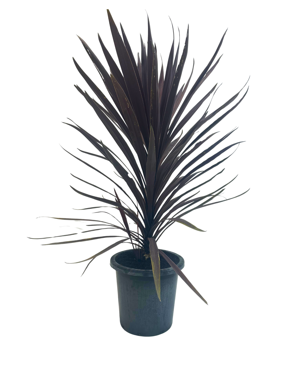 Cordyline Black Knight