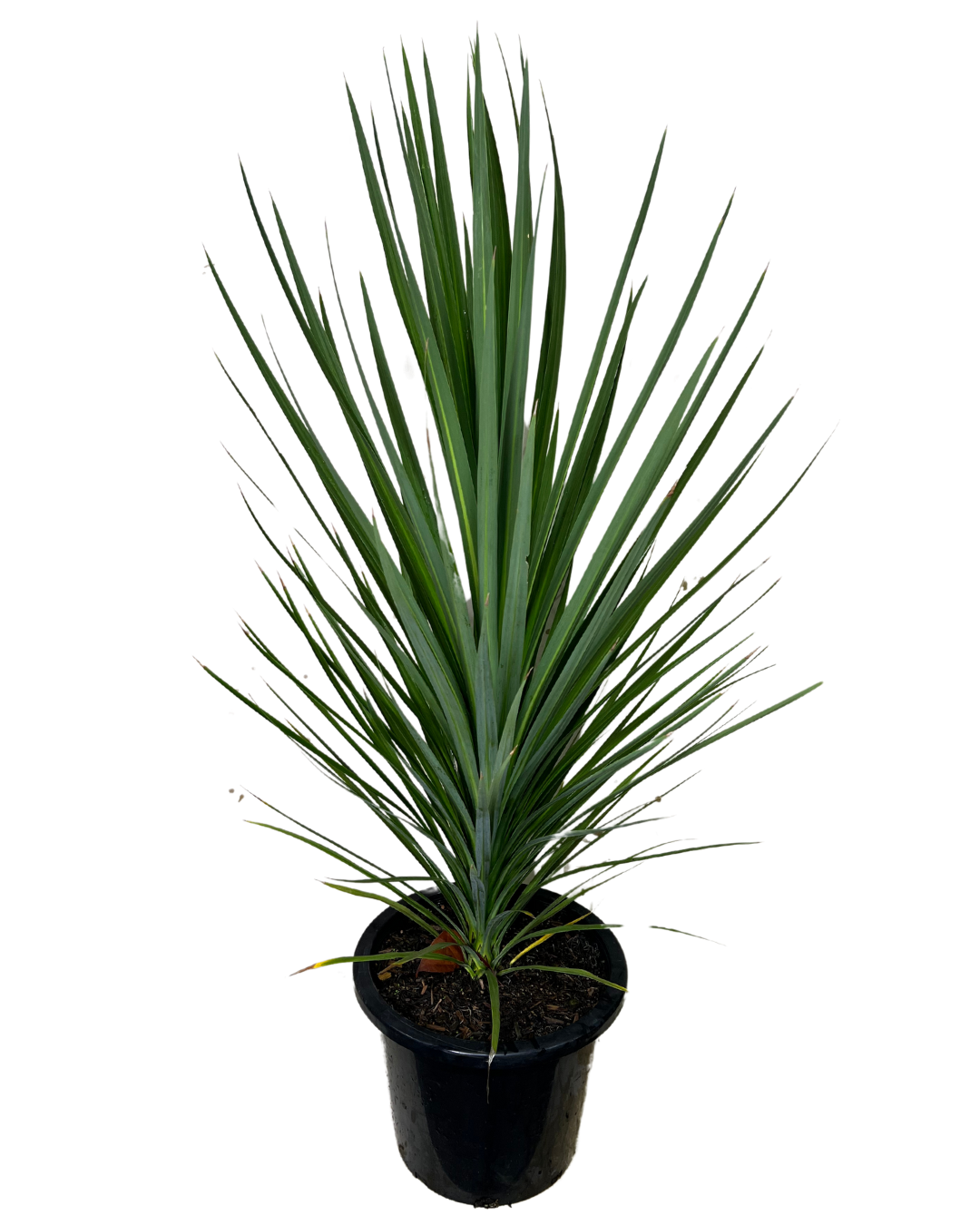 Cordyline Kasper Green