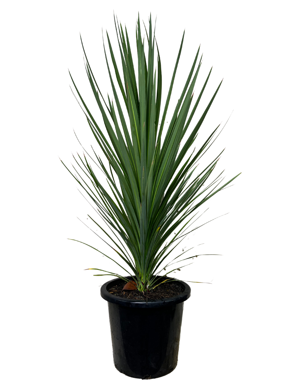 Cordyline Kasper Green