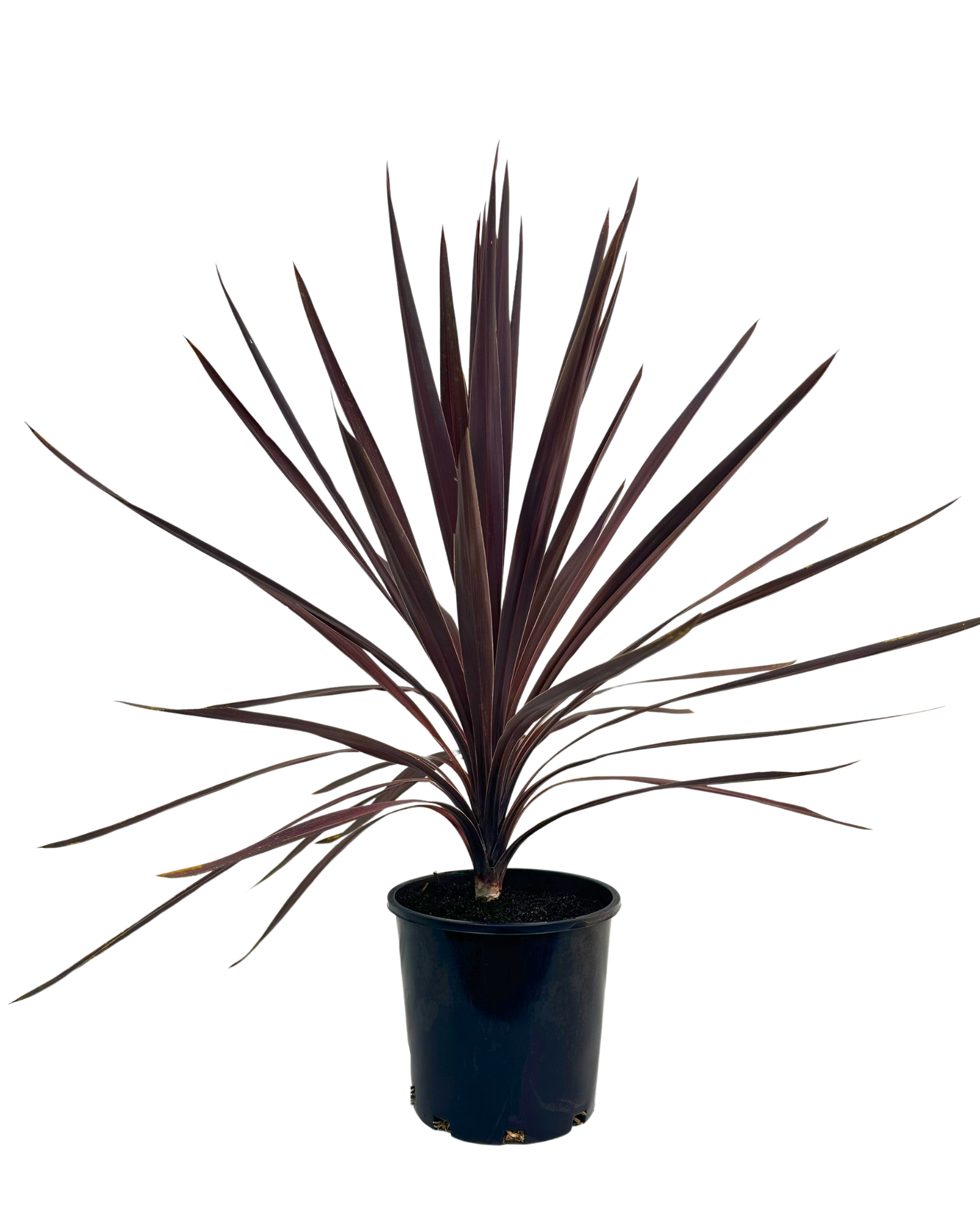 Cordyline Red Sensation