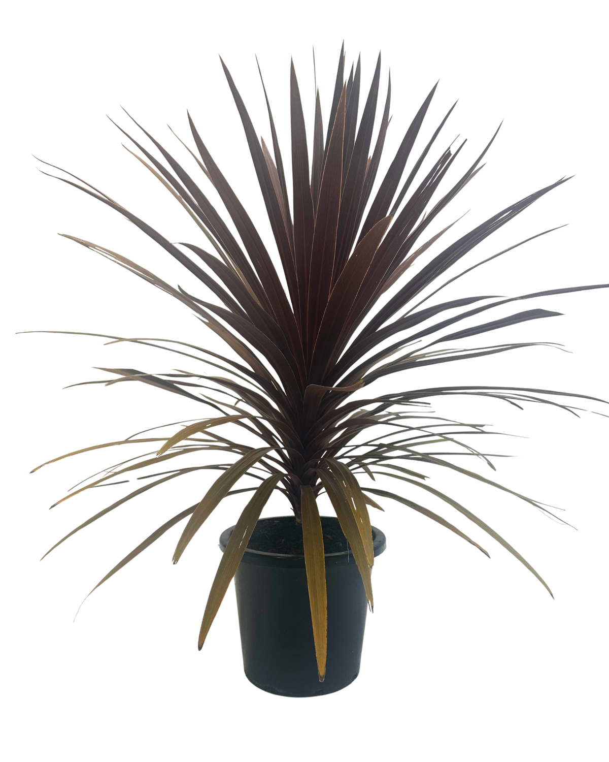 Cordyline Red Star