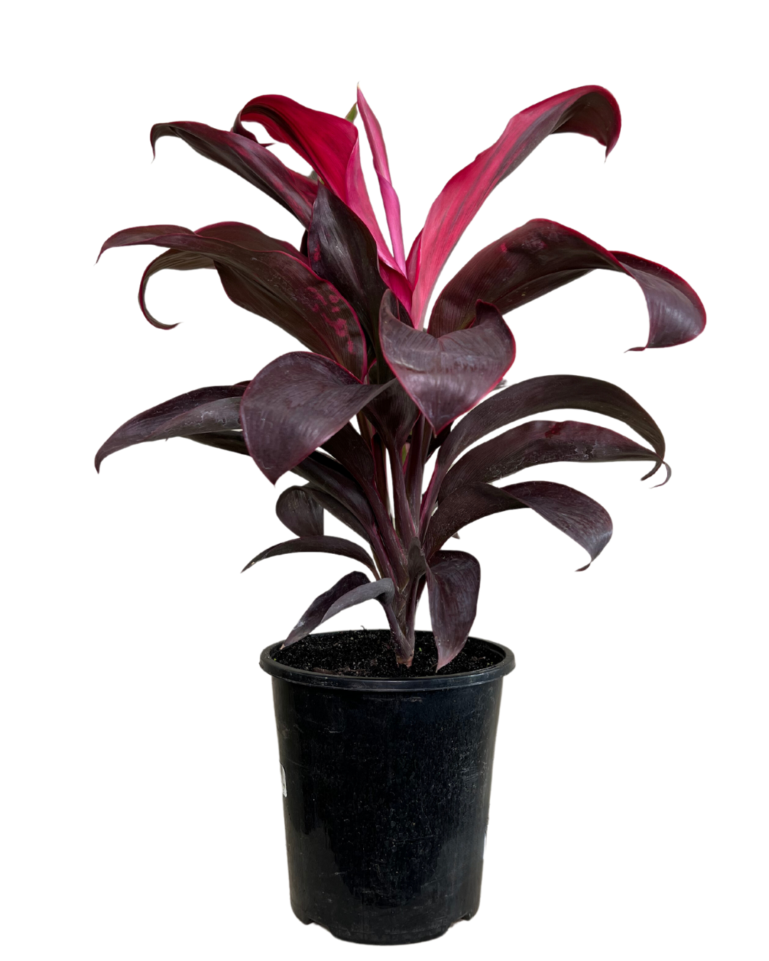 dracaena mysore ruby Cordyline Terminalis Ruby | Indoor Plant Perth