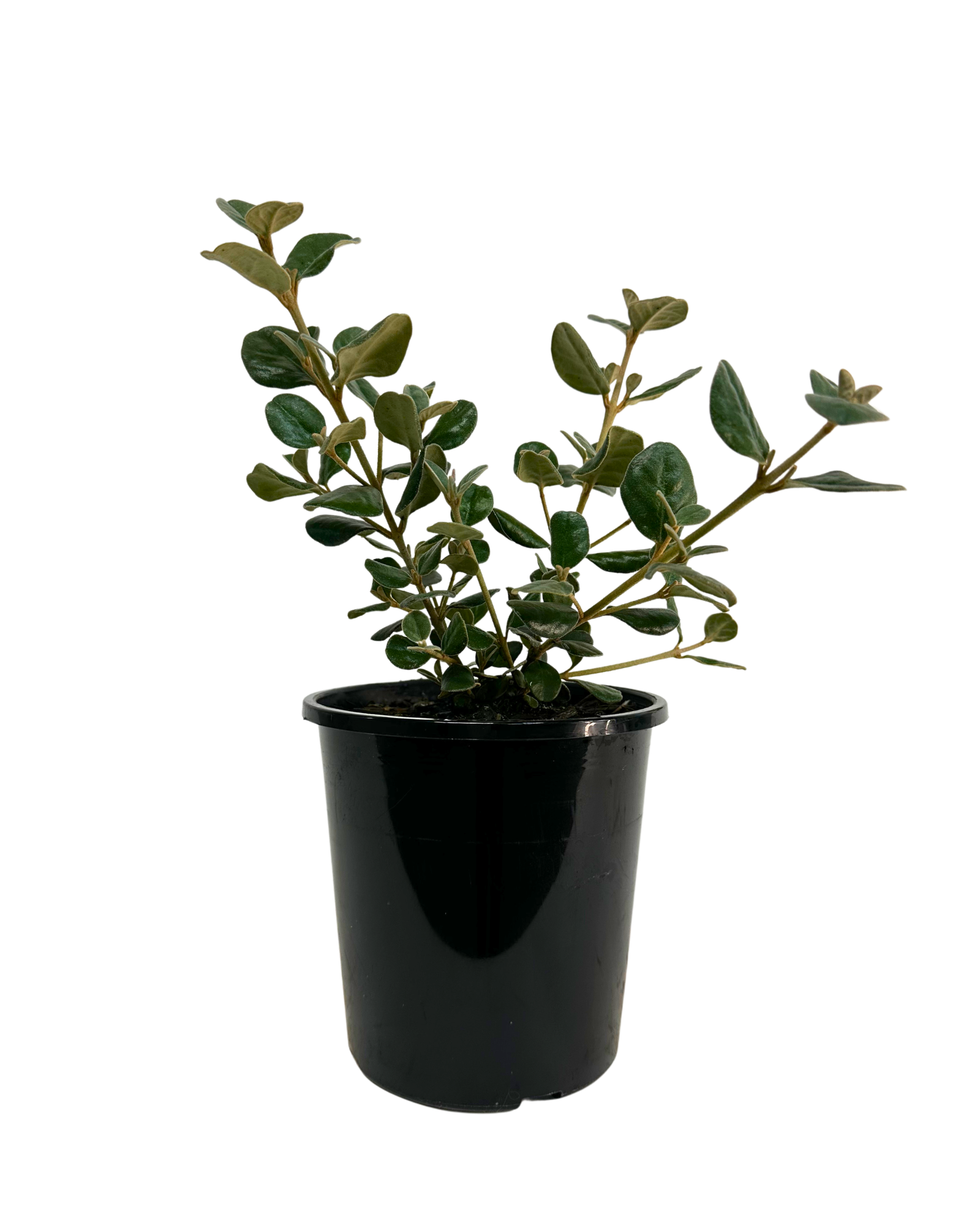 Correa Alba