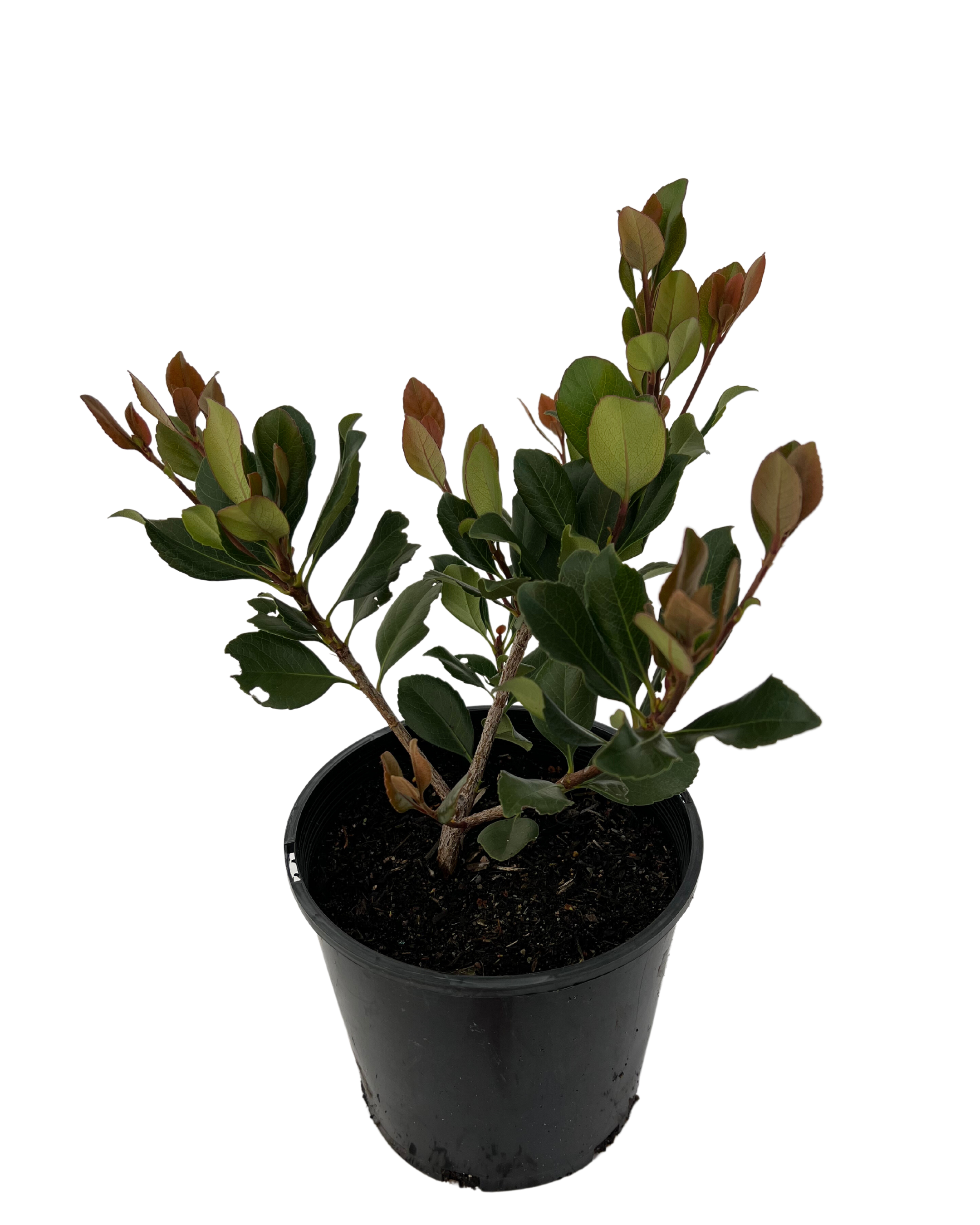 Rhaphiolepis Cosmic Pink