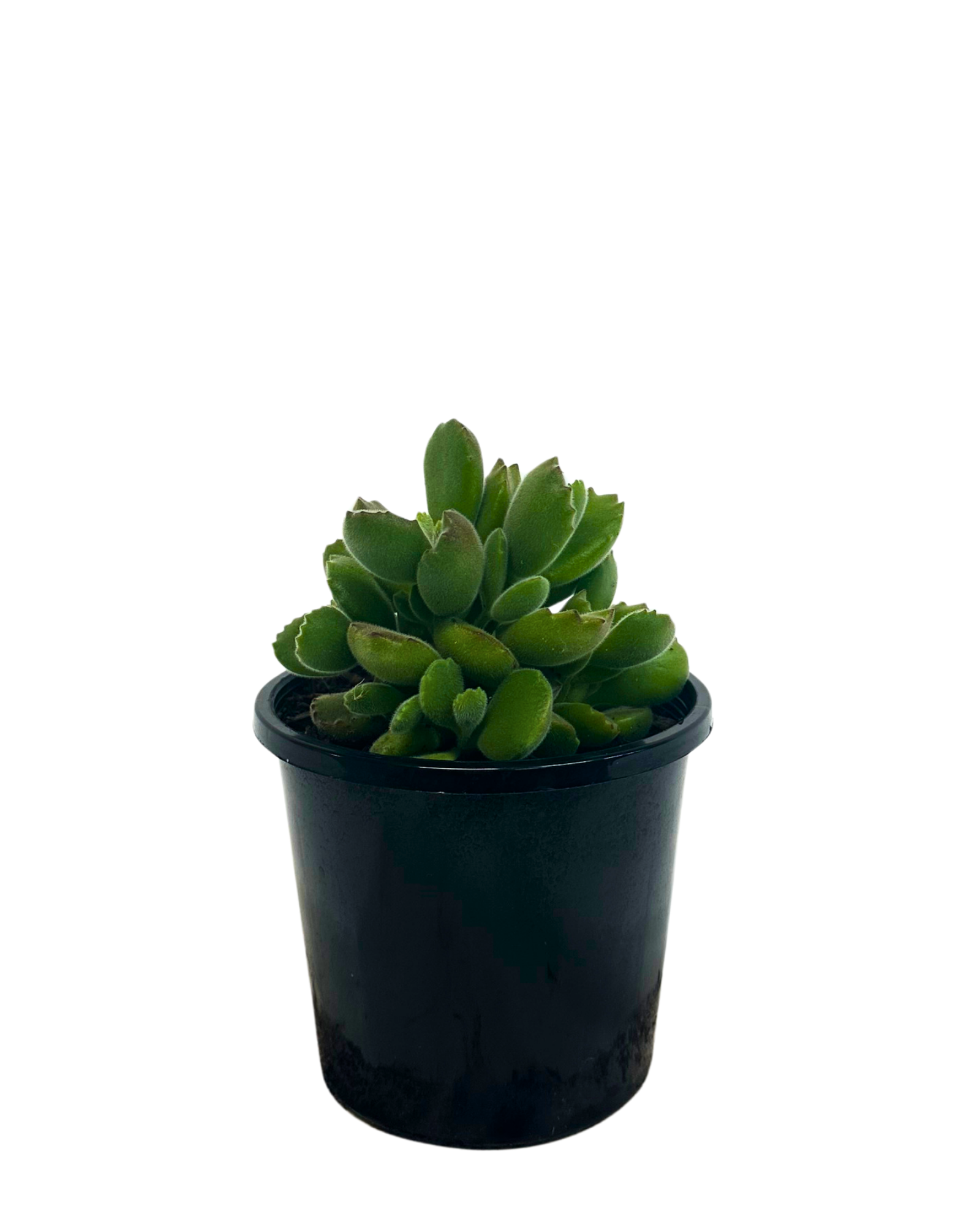 Cotyledon Bear Paws