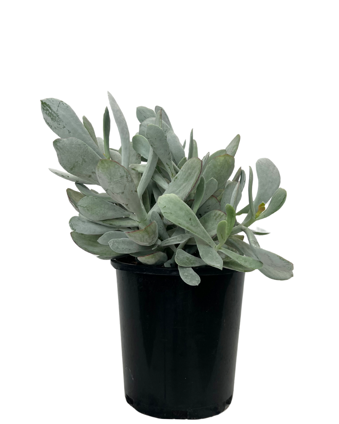 Cotyledon Orbiculata