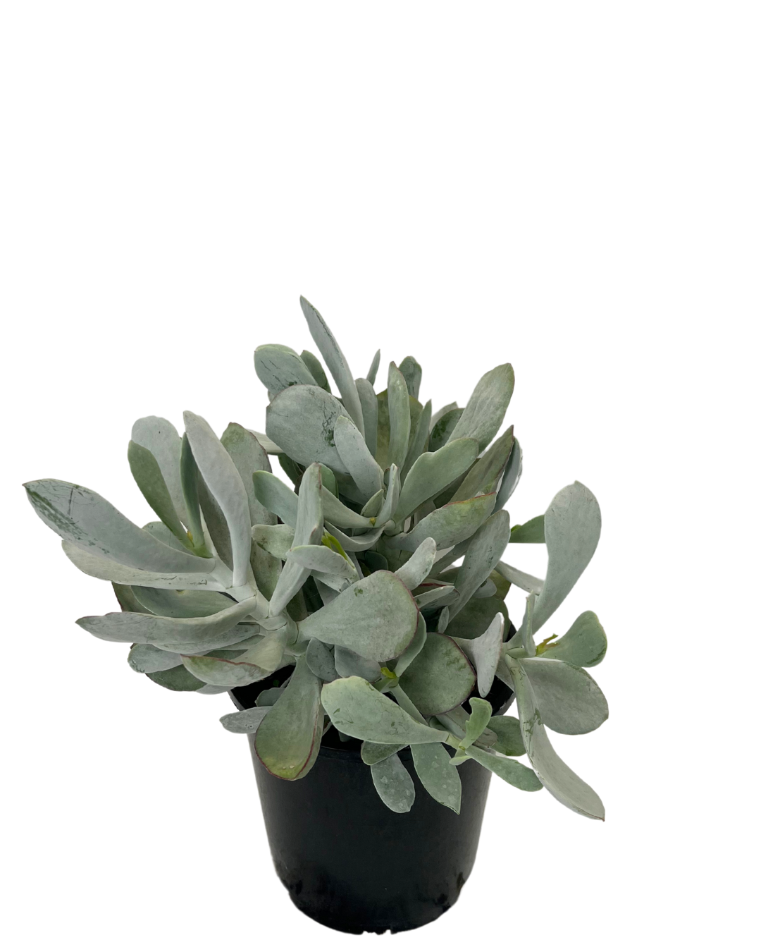 Cotyledon Orbiculata