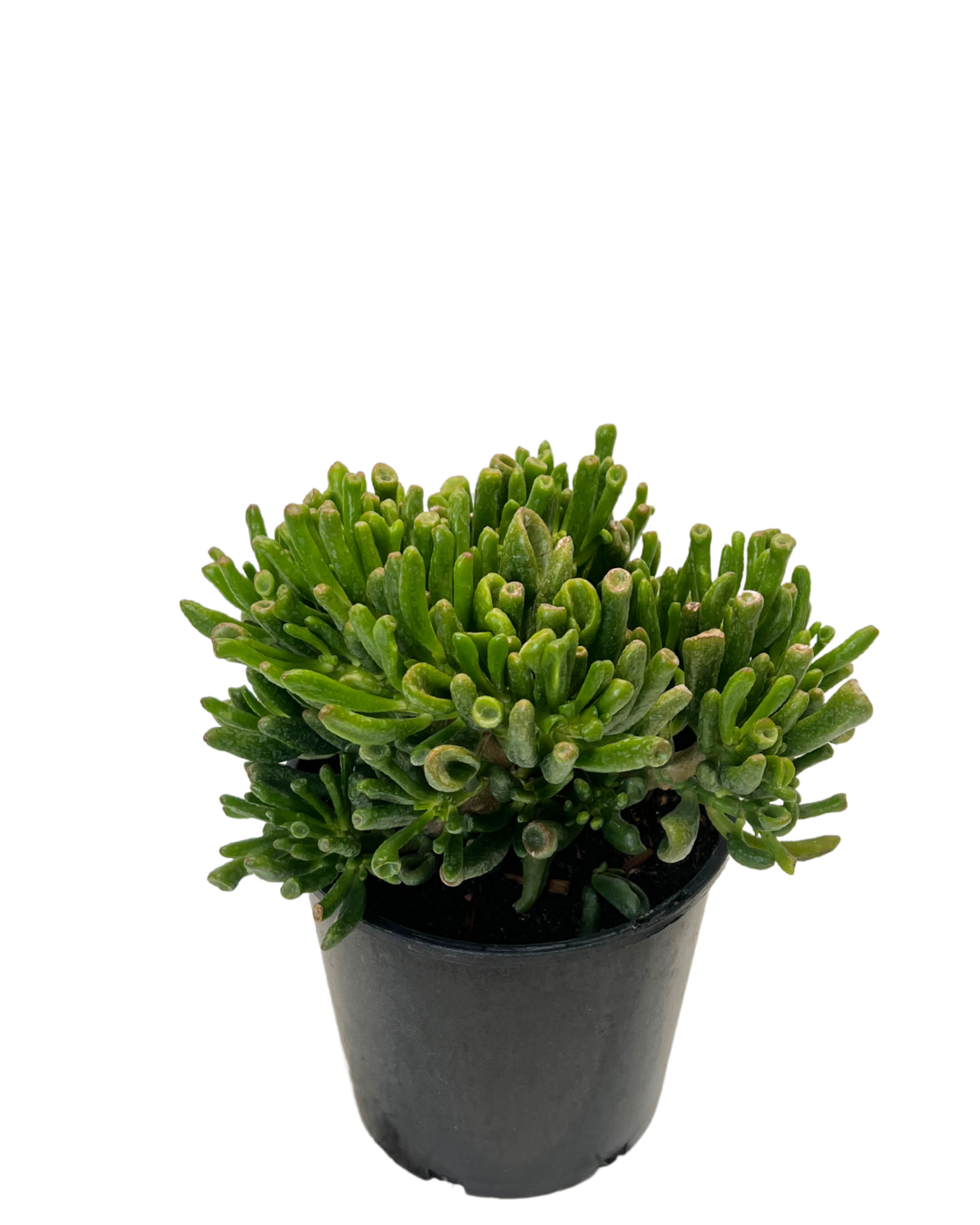 Crassula Gollum