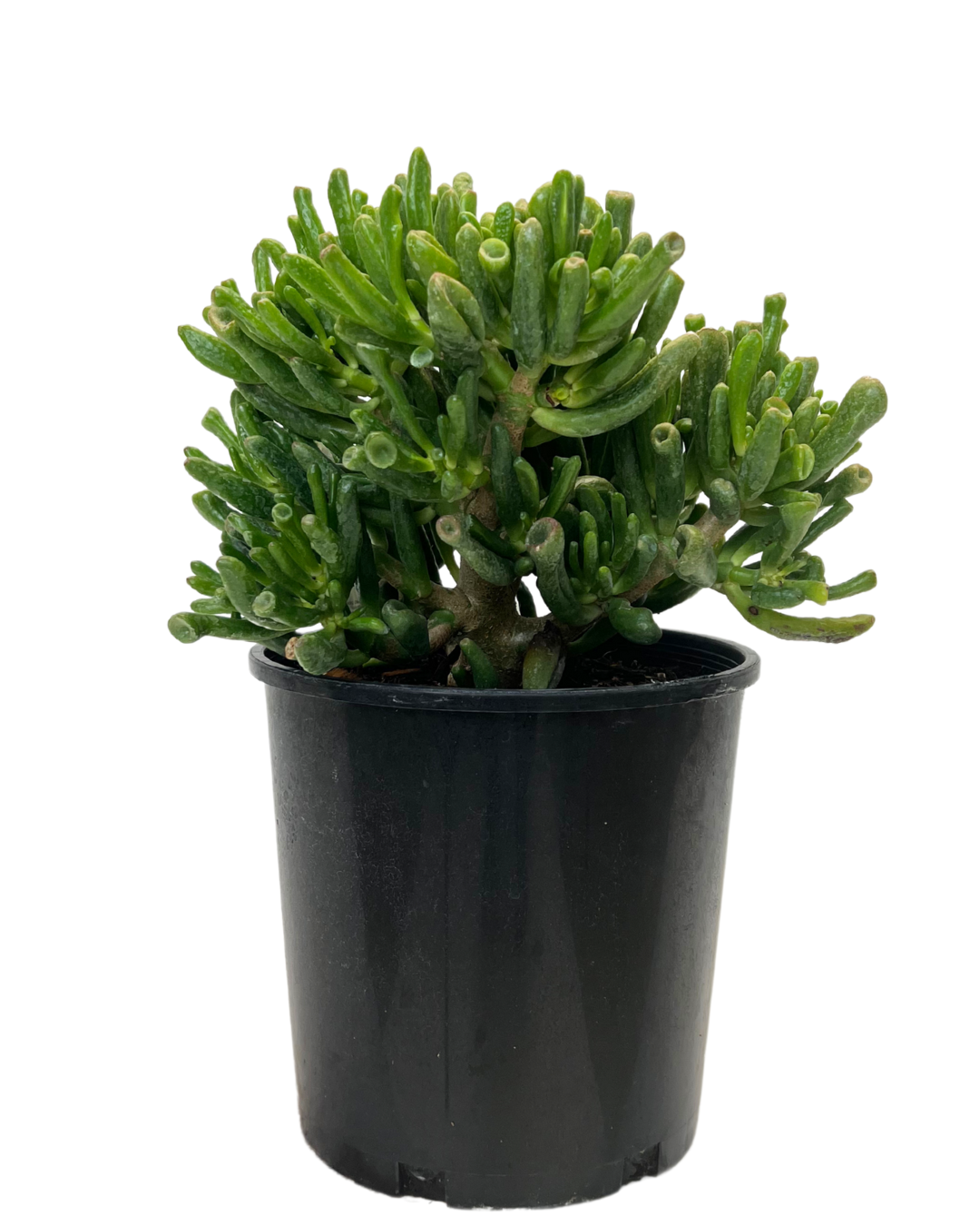 Crassula Gollum