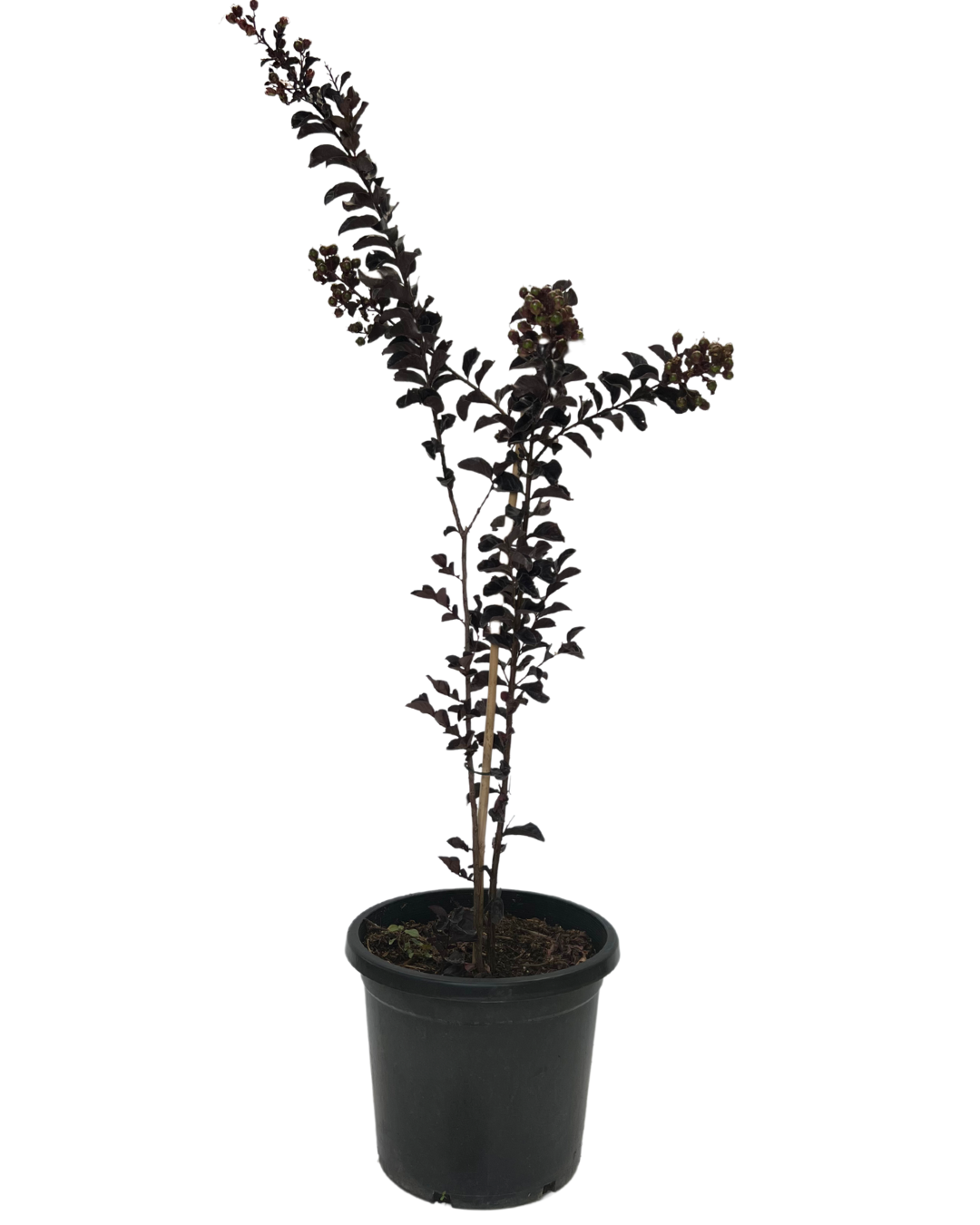 Lagerstroemia Diamonds In The Dark Blush