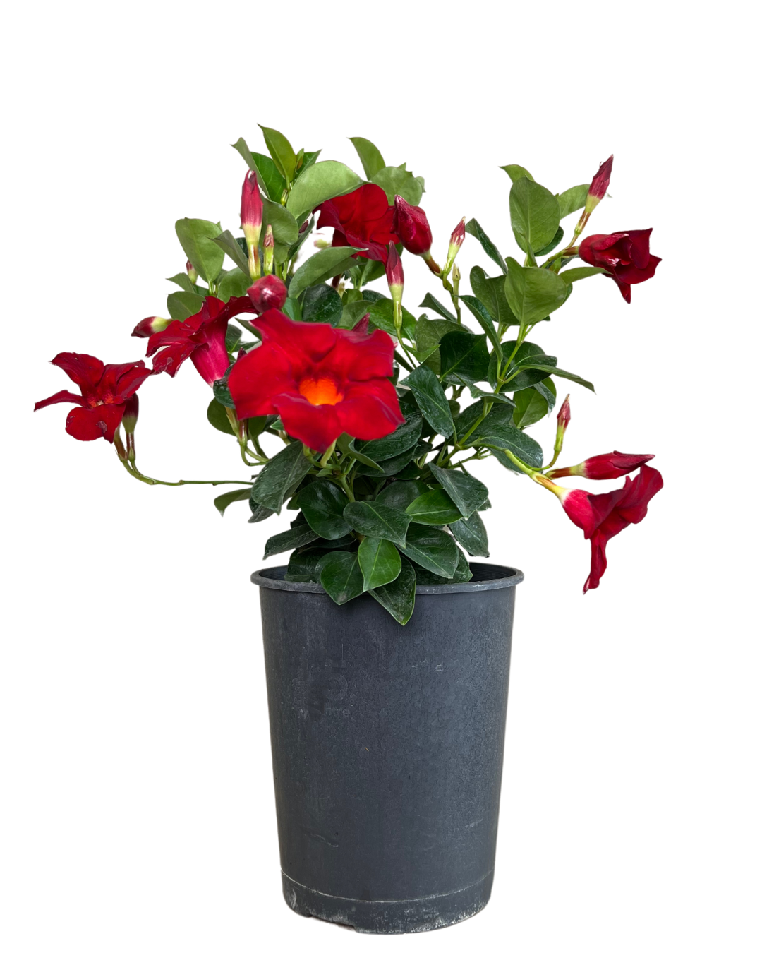 Mandevilla Crimson Fantasty