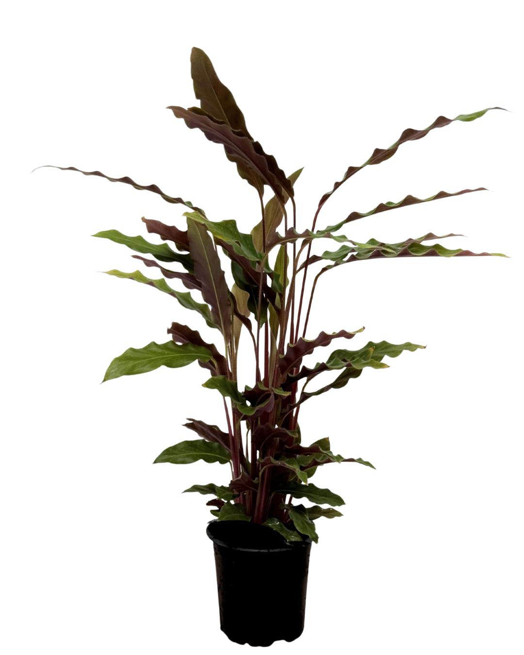 Calathea Rufibarba