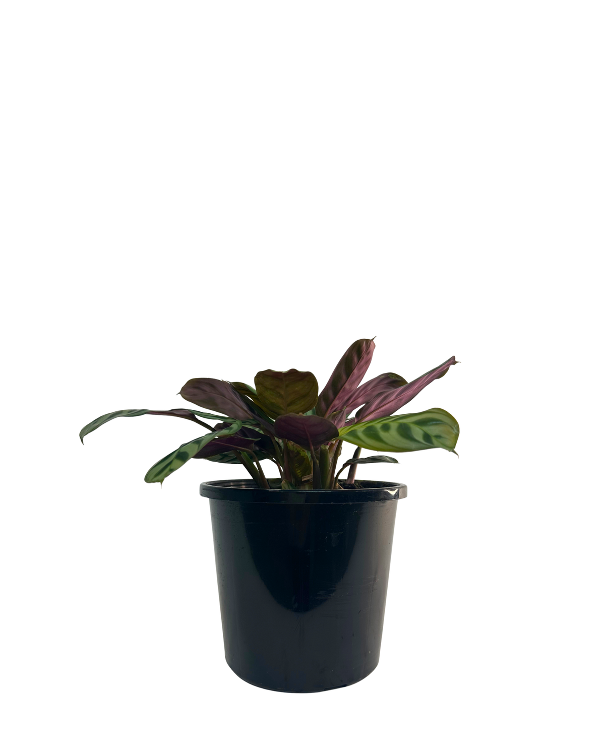 Ctenanthe Burle Marxii