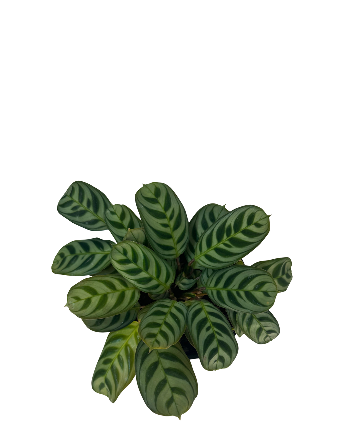Ctenanthe Burle Marxii