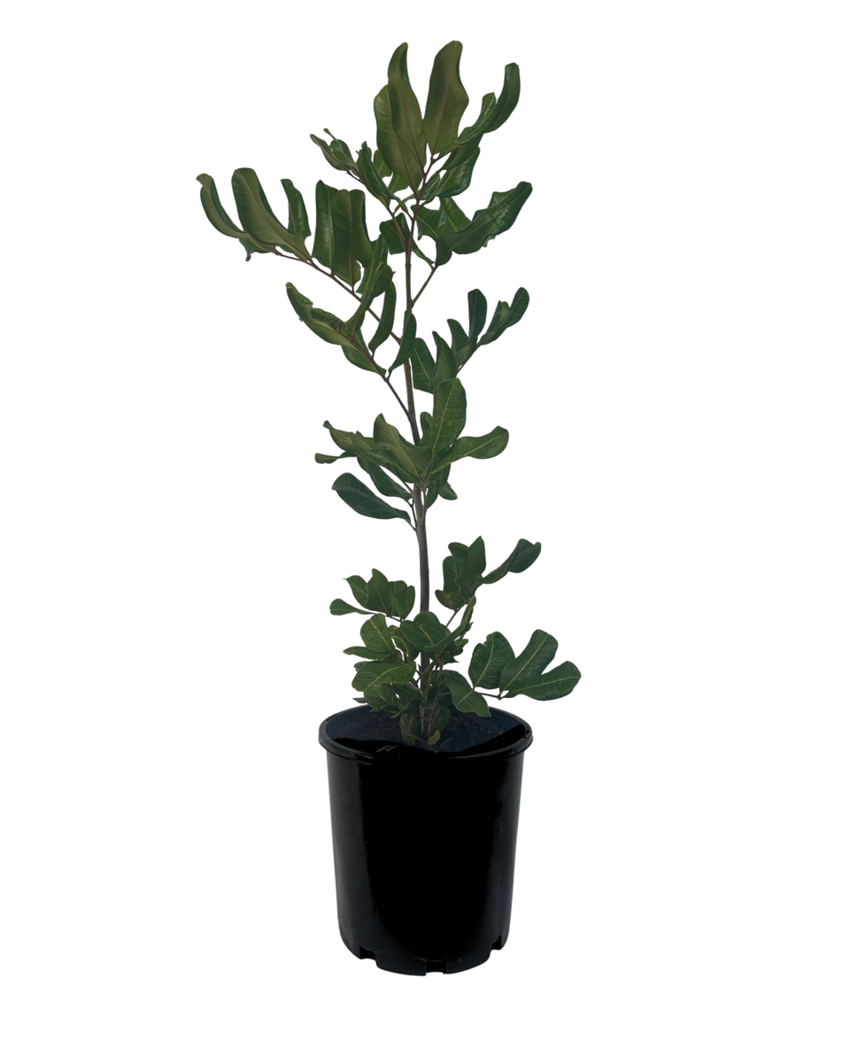 Cupaniopsis Anacardioides