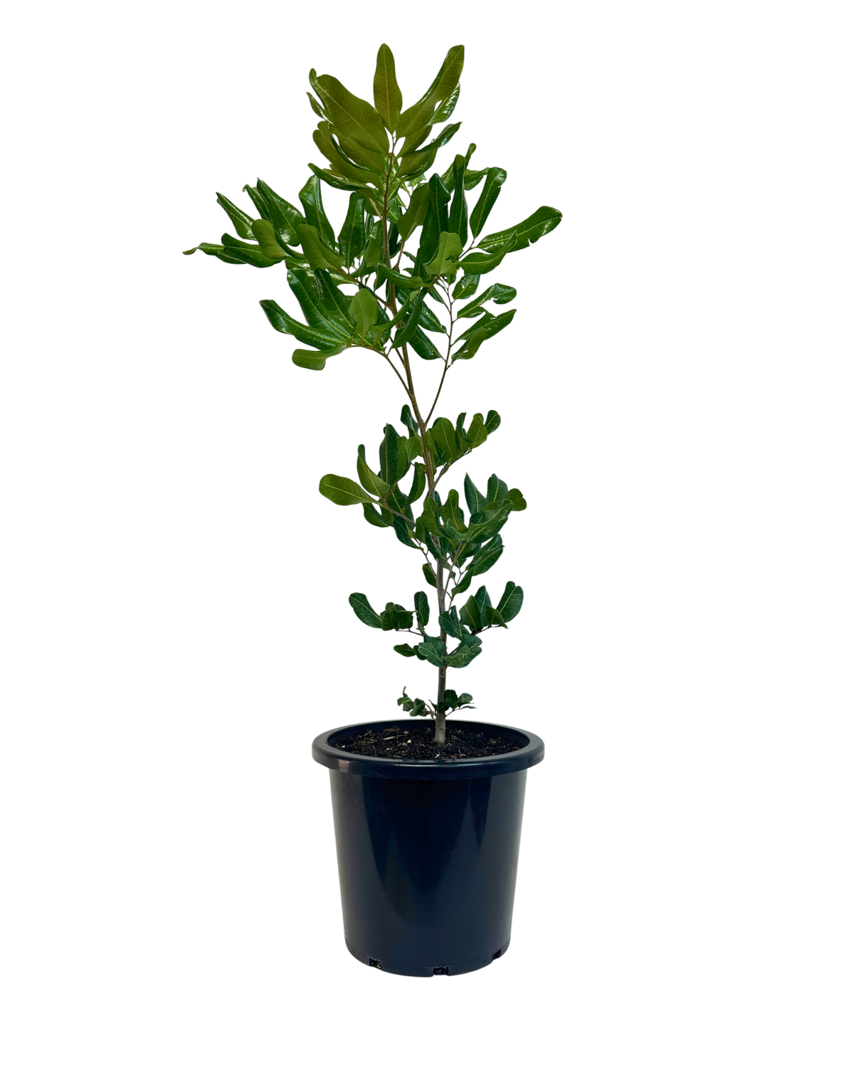 Cupaniopsis Anacardioides