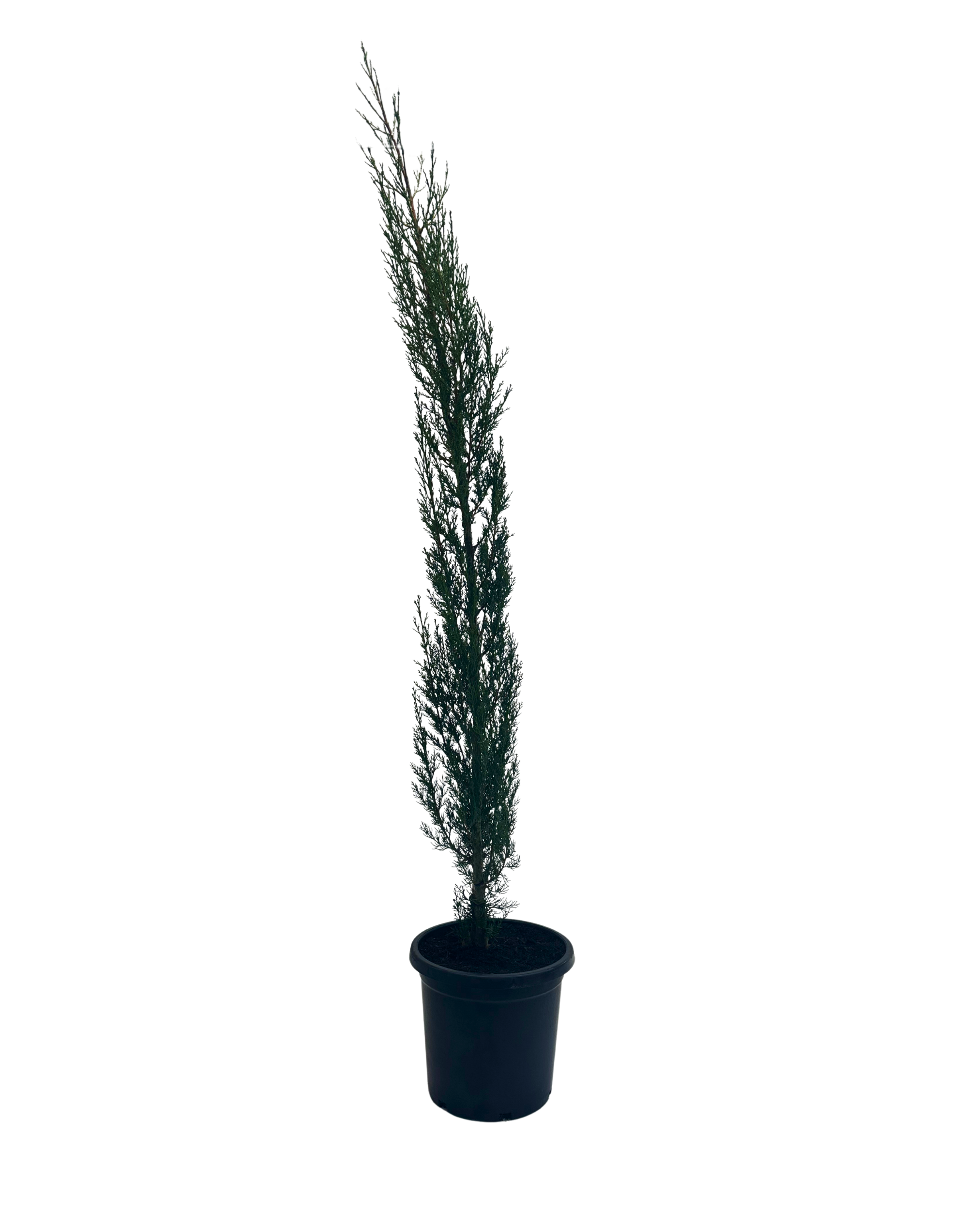 Pencil Pine - Cupressus Stricta