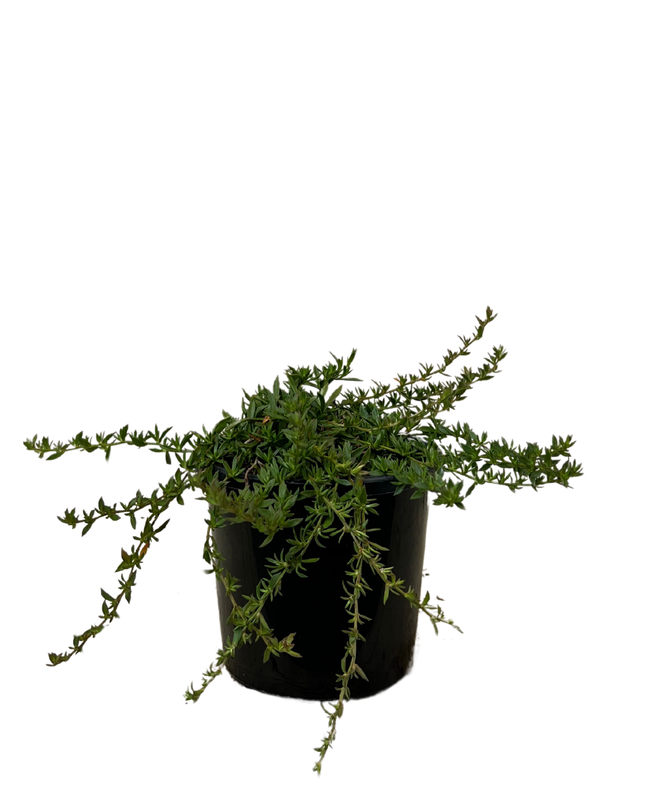 Dampiera Diversifolia