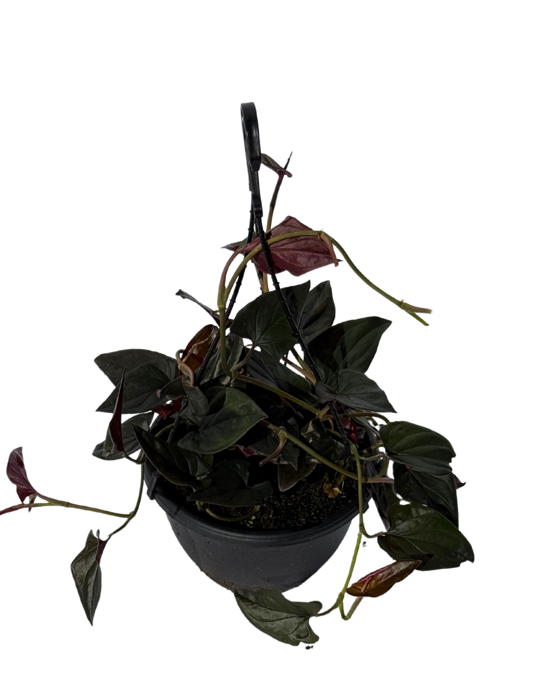 Syngonium Red Arrow - Hanging Basket