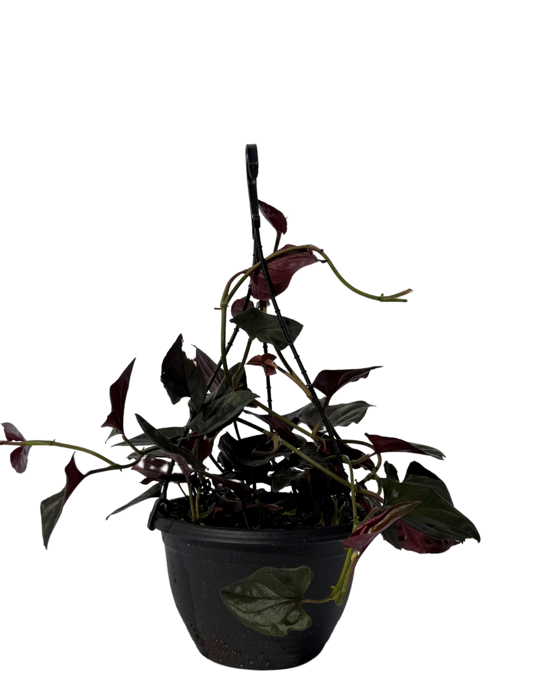 philodendron red arrow Syngonium Red Arrow - Hanging Basket | Indoor Plant Perth
