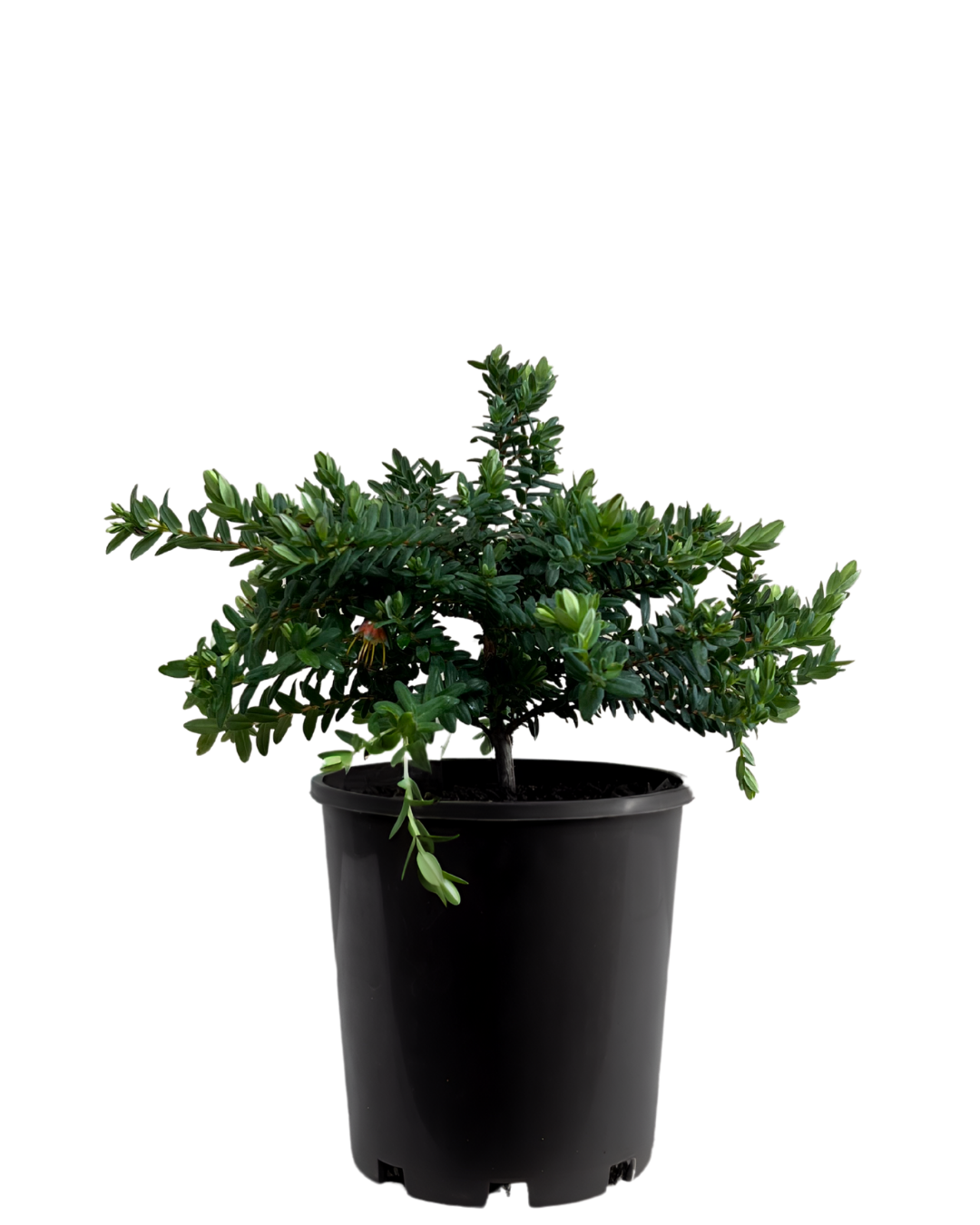 Darwinia Citriodora Prostrate