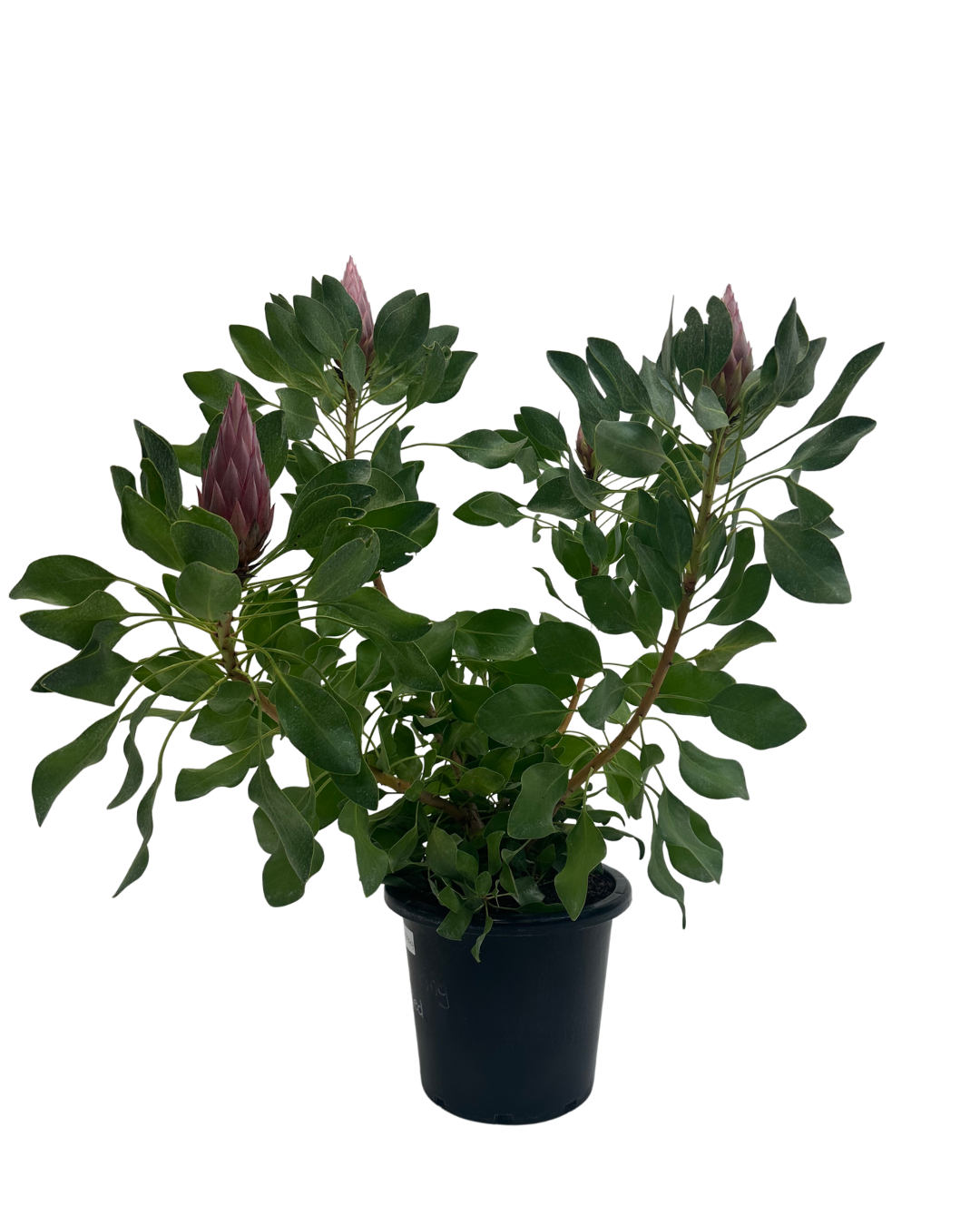 Protea Spring King Red