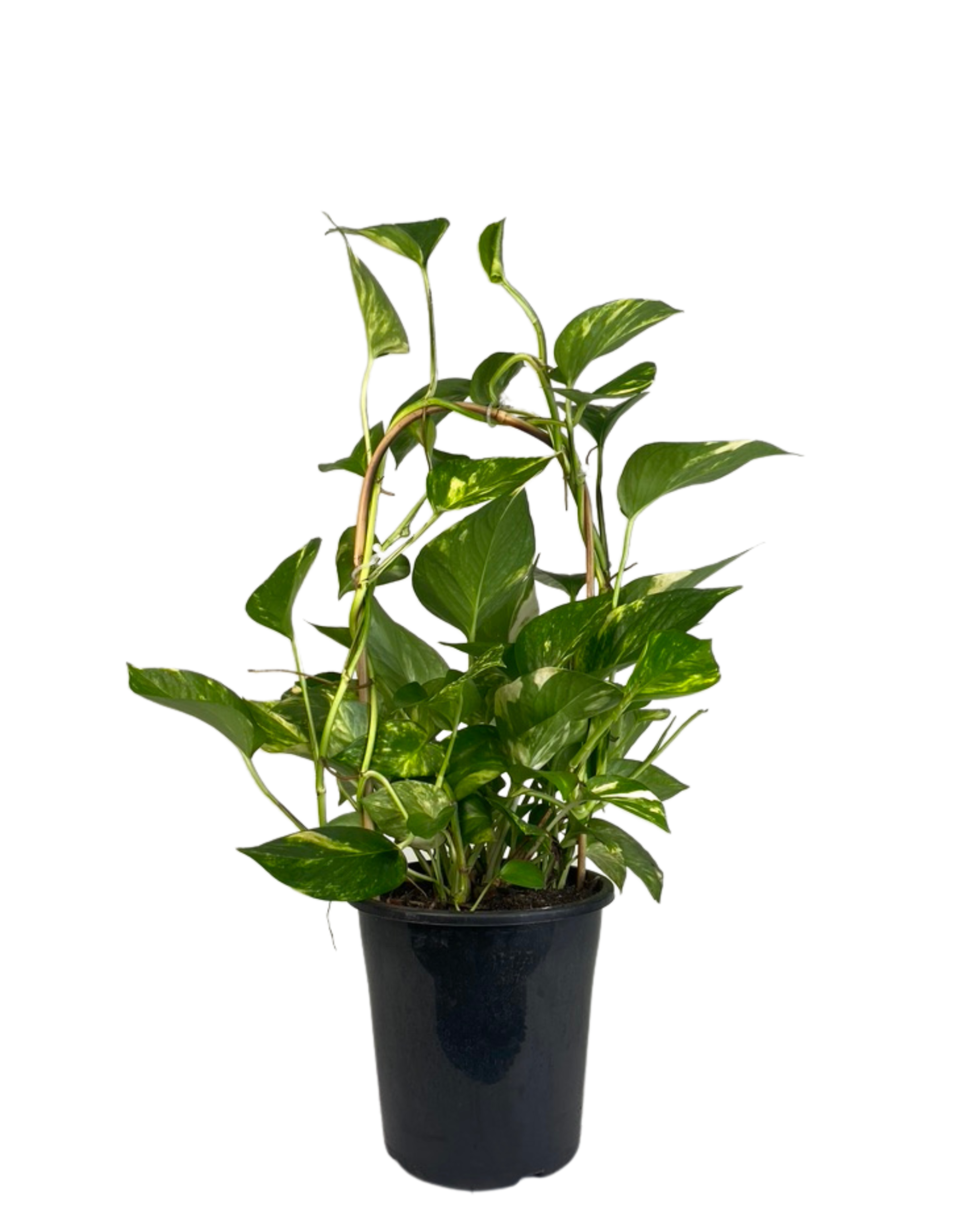 Devils Ivy - Epipremnum Aureum