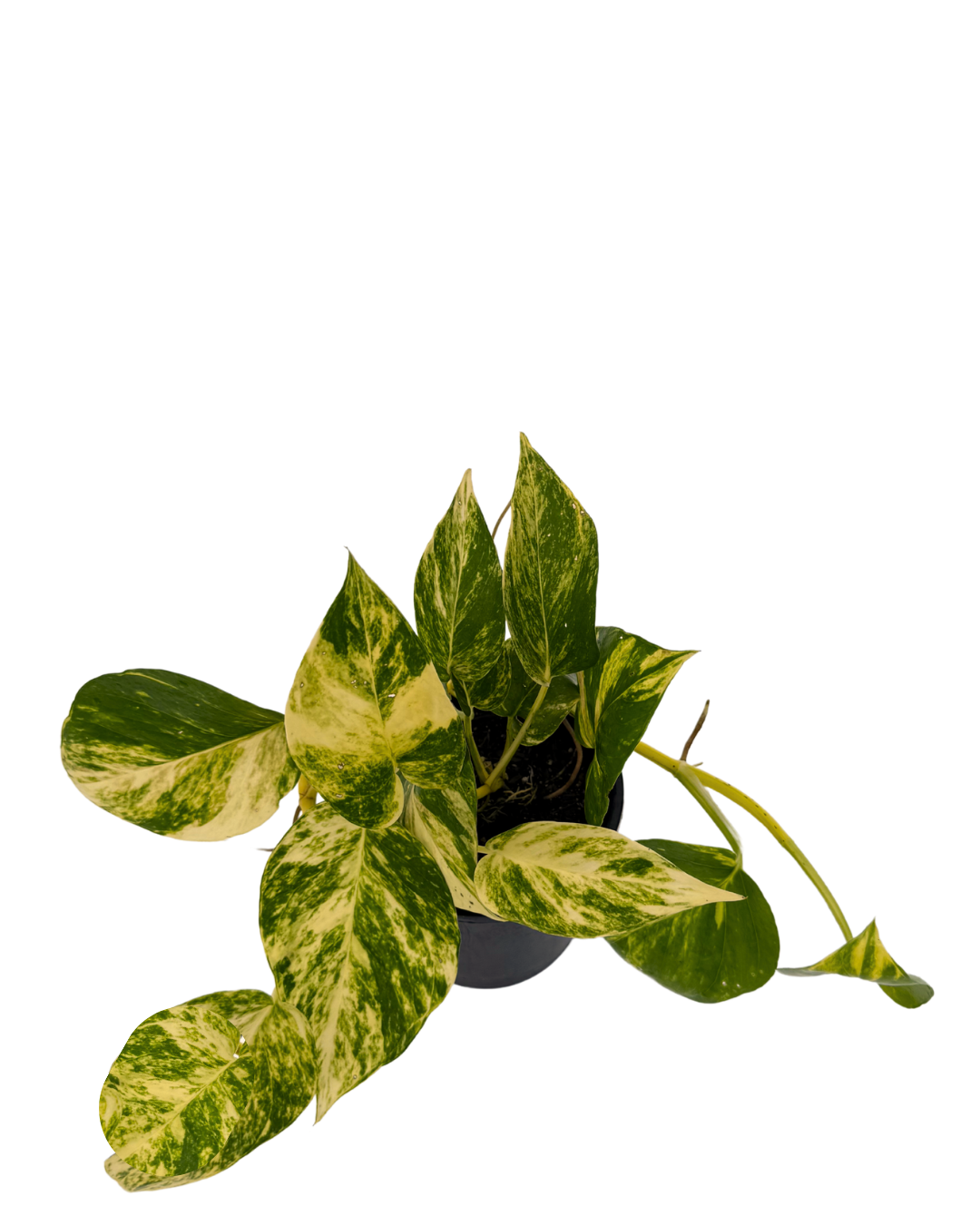 Devils Ivy - Epipremnum Aureum