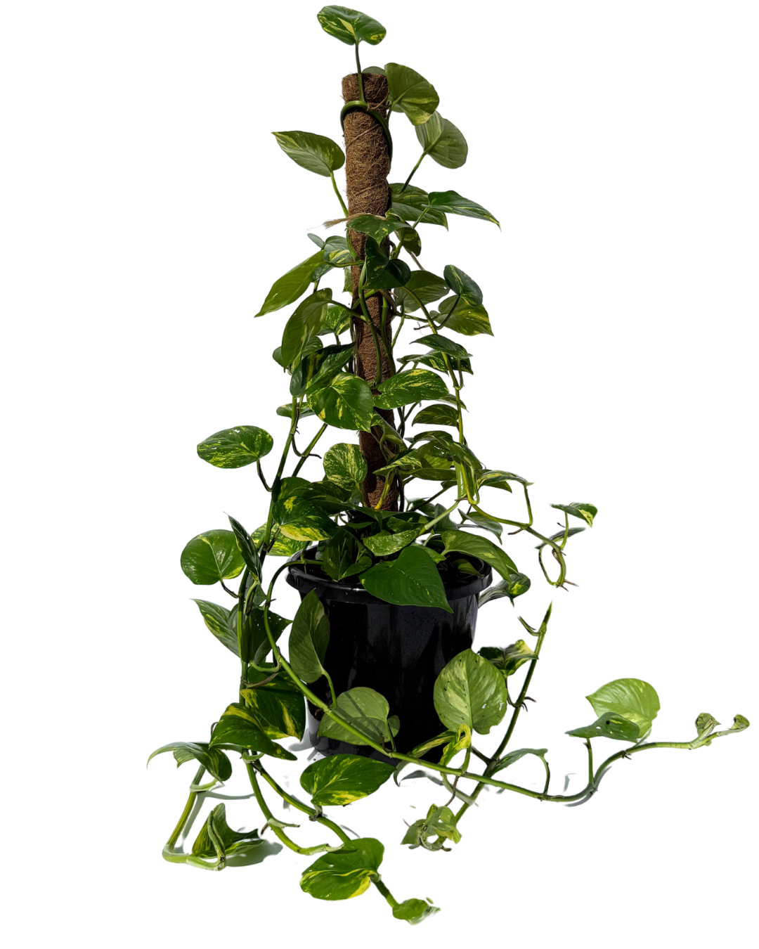 Epipremnum Totem
