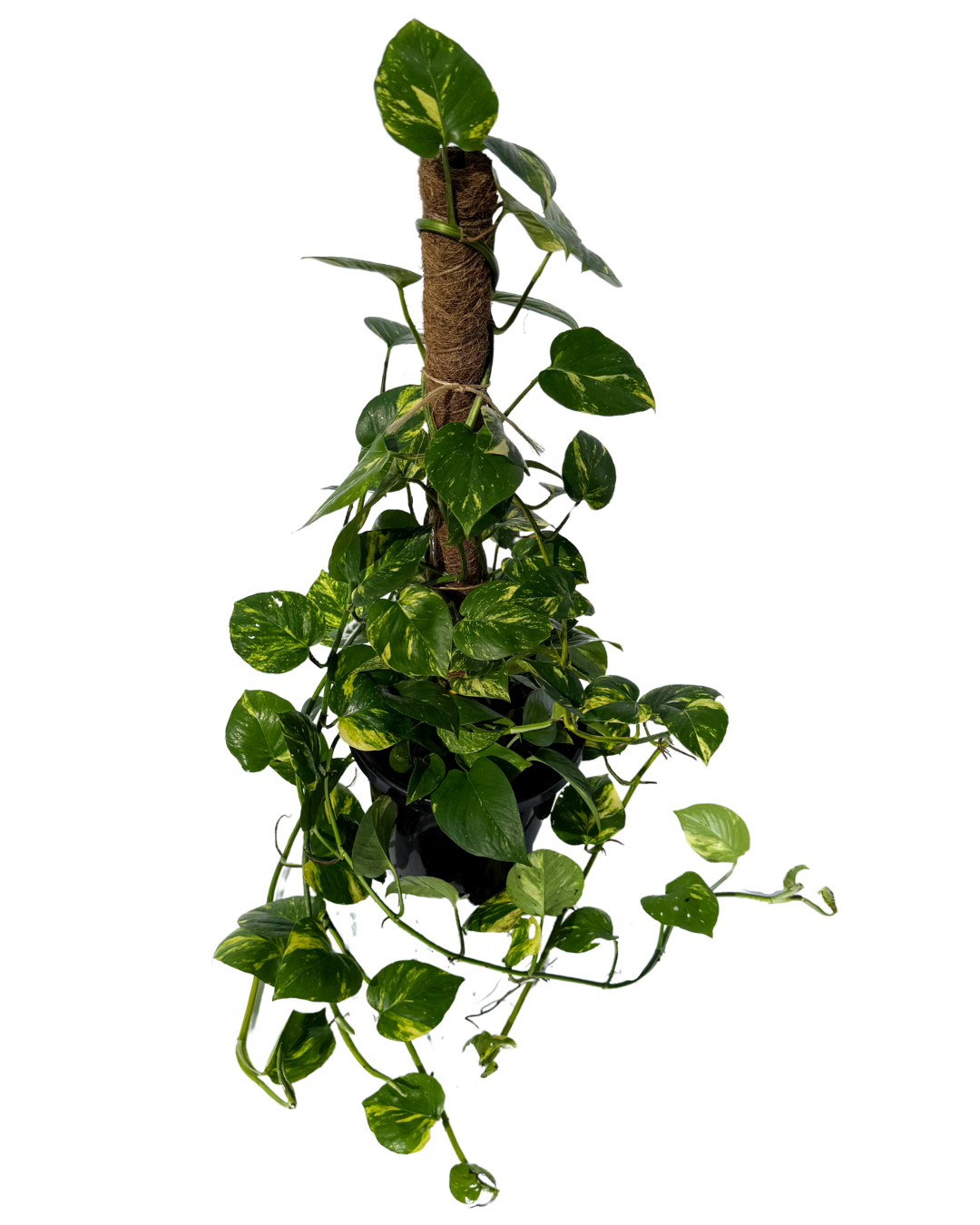 Epipremnum Totem