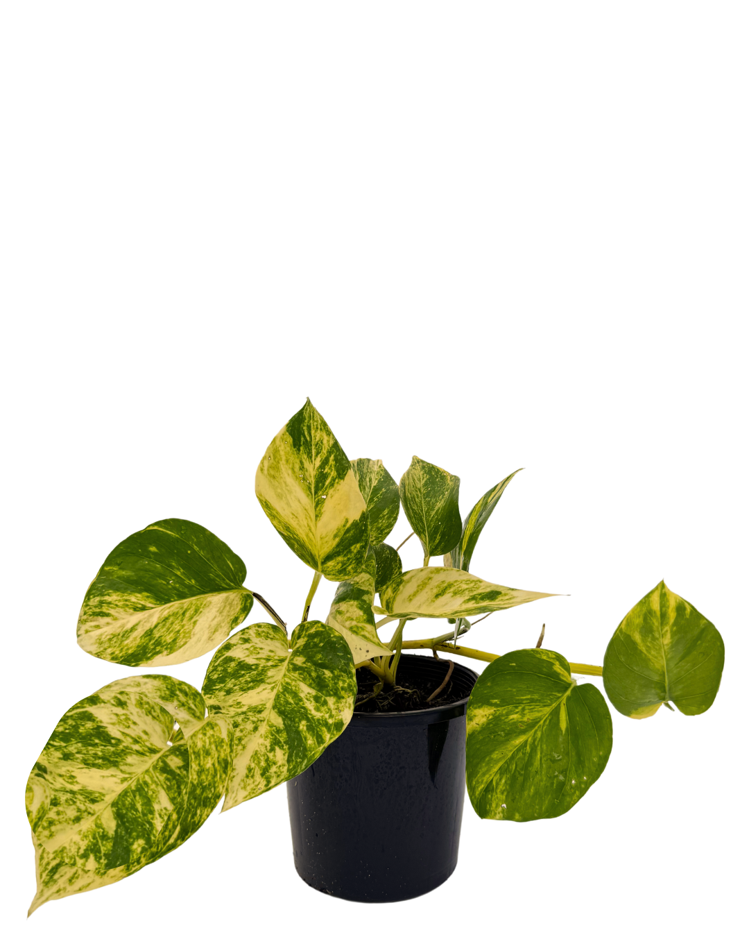 Devils Ivy - Epipremnum Aureum