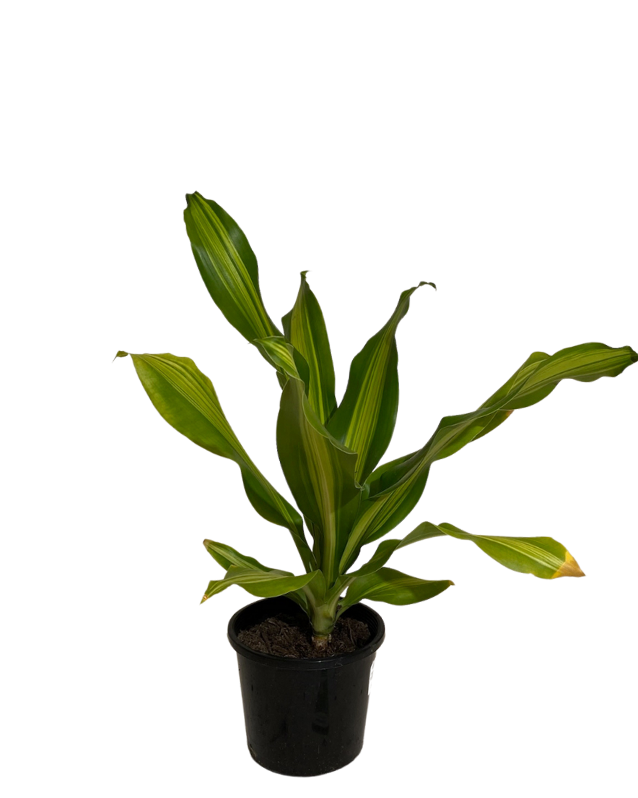 Dracaena Fragrans Marley