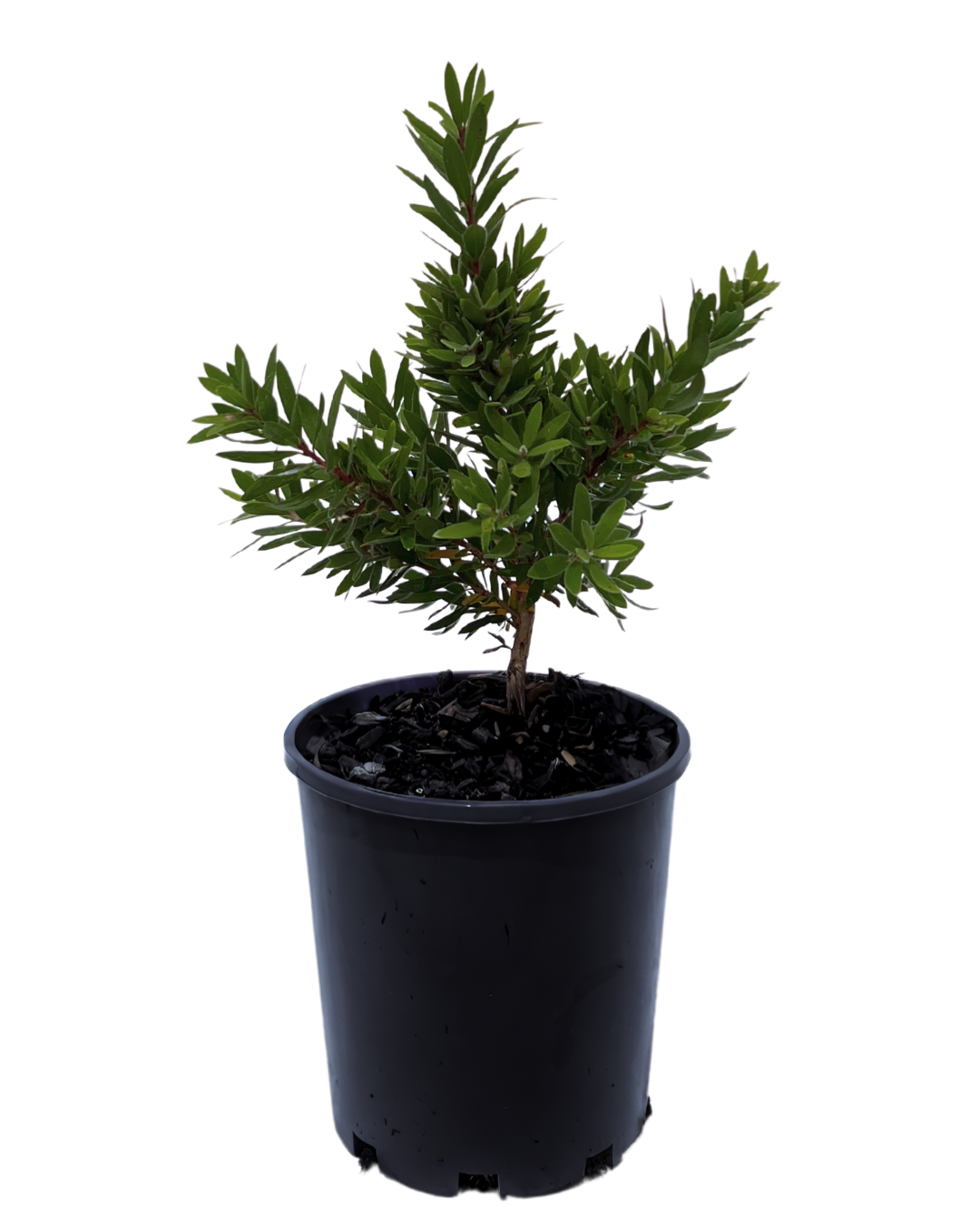 Callistemon Better John