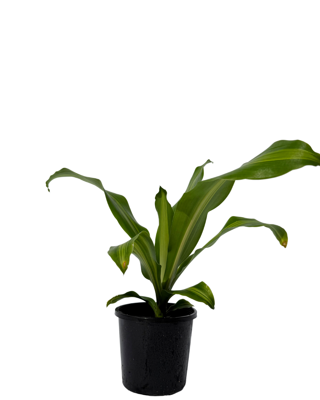 Dracaena Burley
