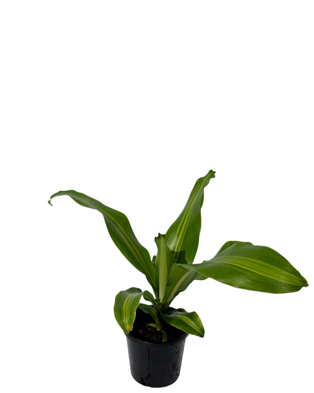 Dracaena Burley