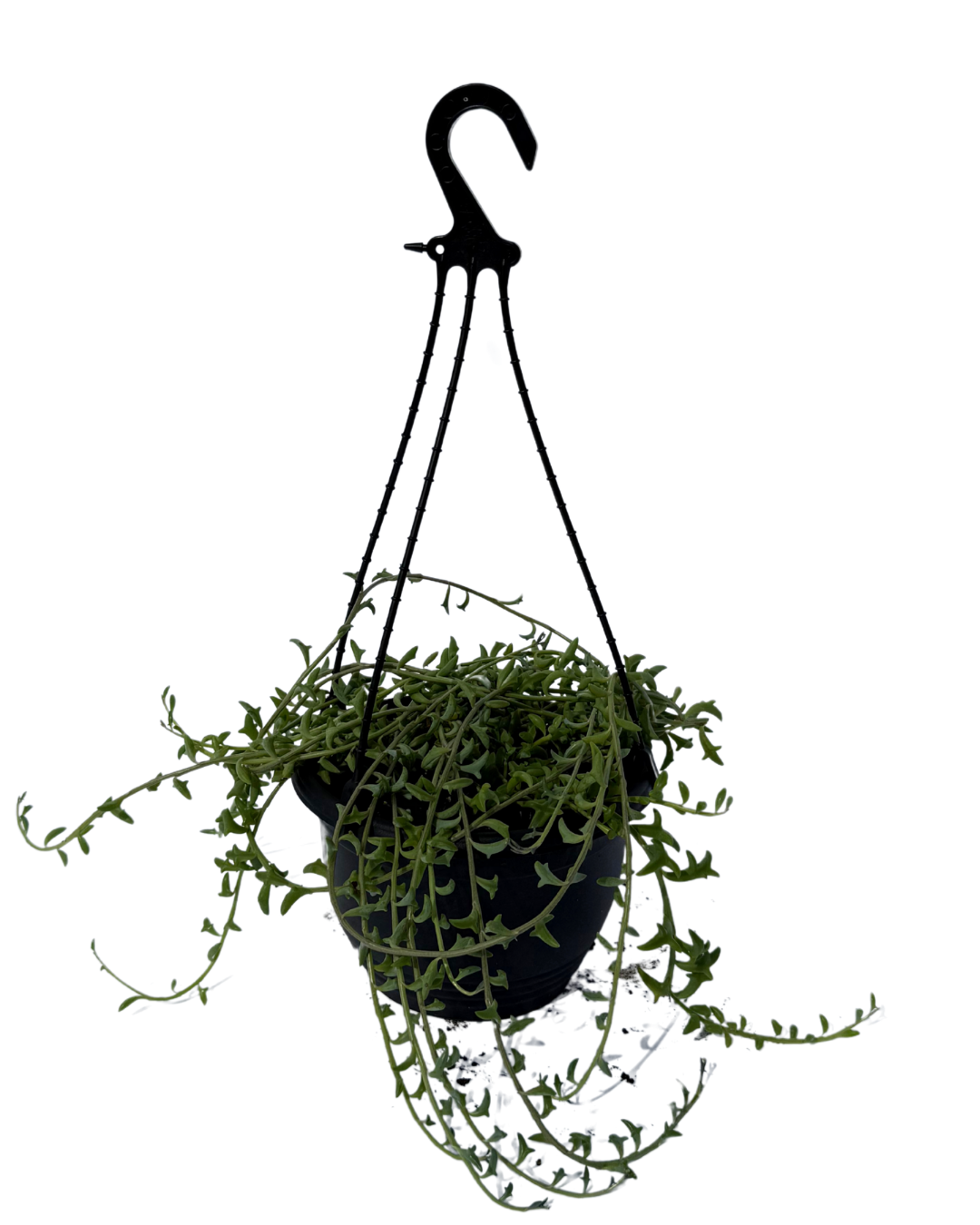 Senecio String of Bananas Hanging Basket