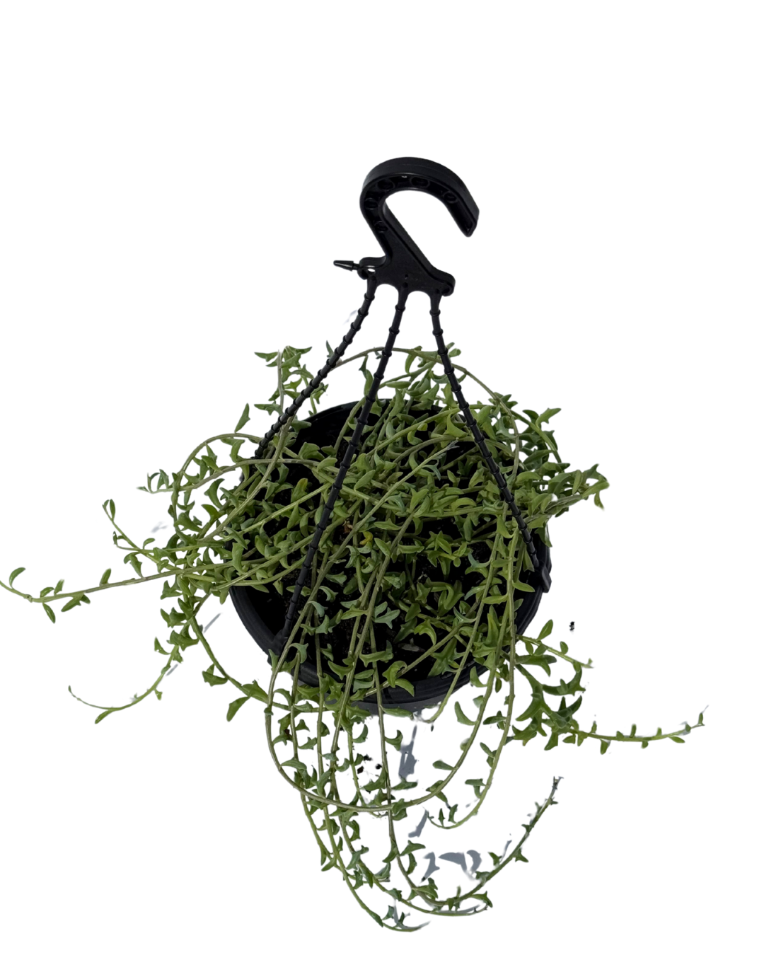 Senecio String of Bananas Hanging Basket