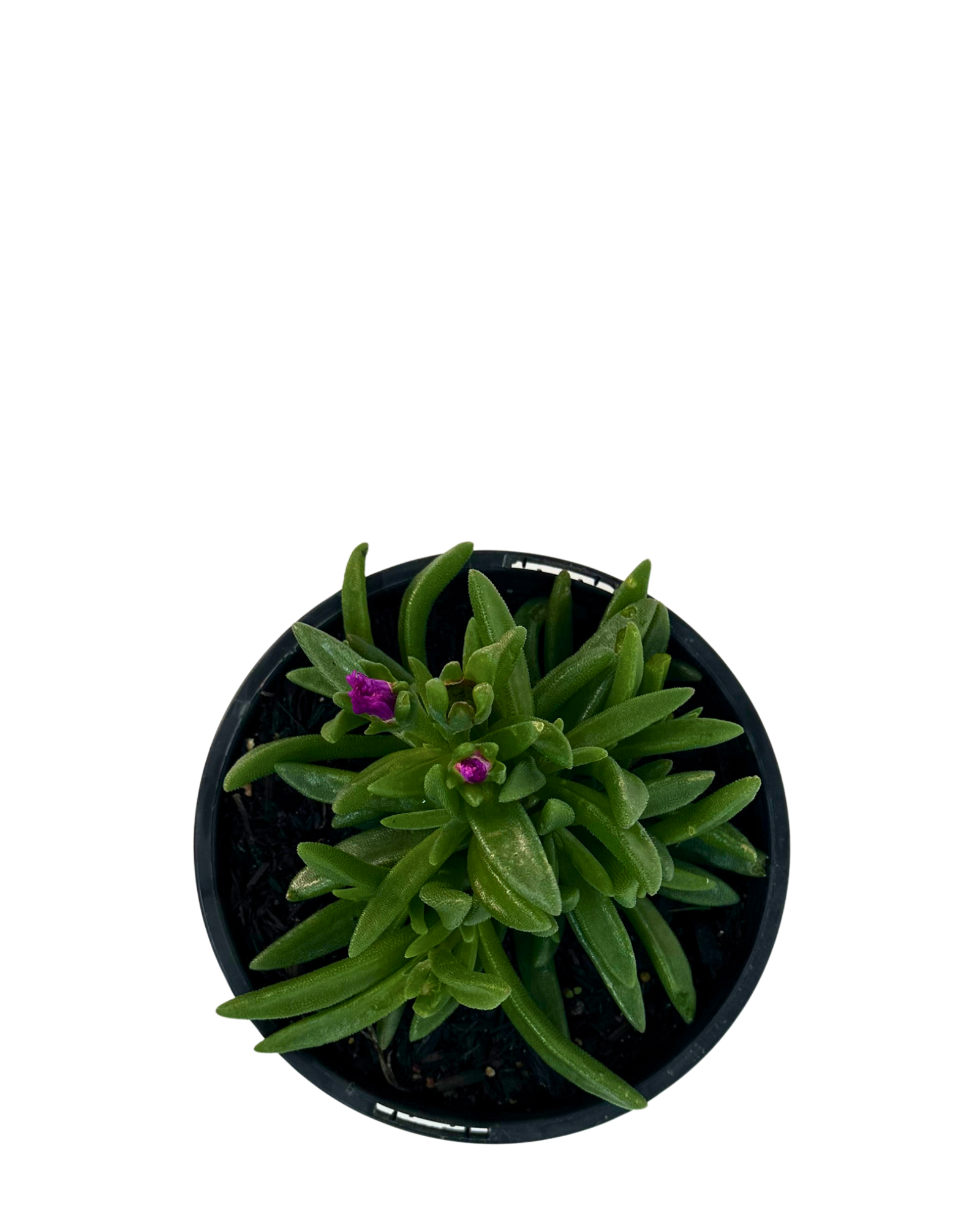 Delosperma Sunset Purple